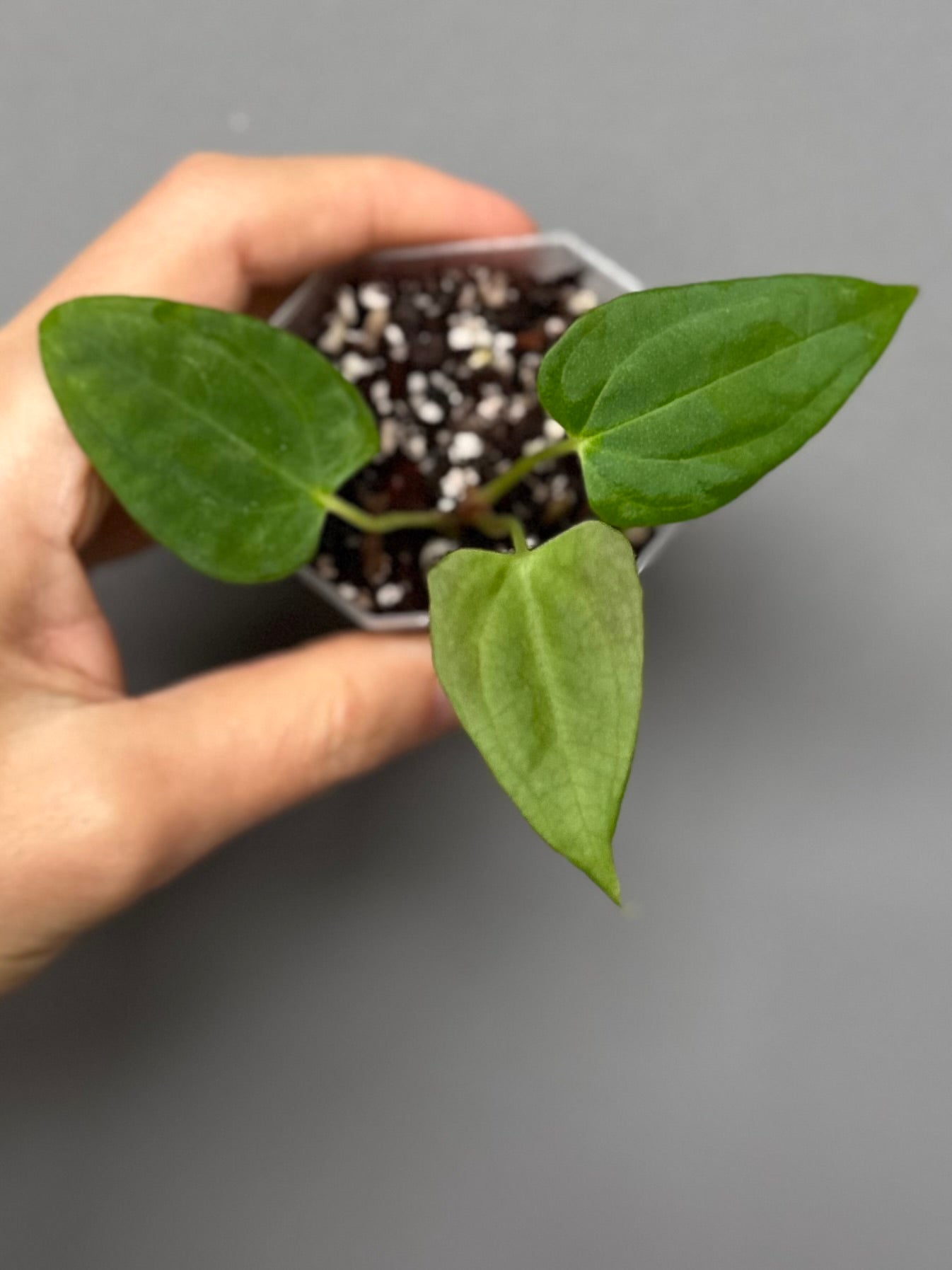 Anthurium NoID x Papi Indo #1 (Thilo)