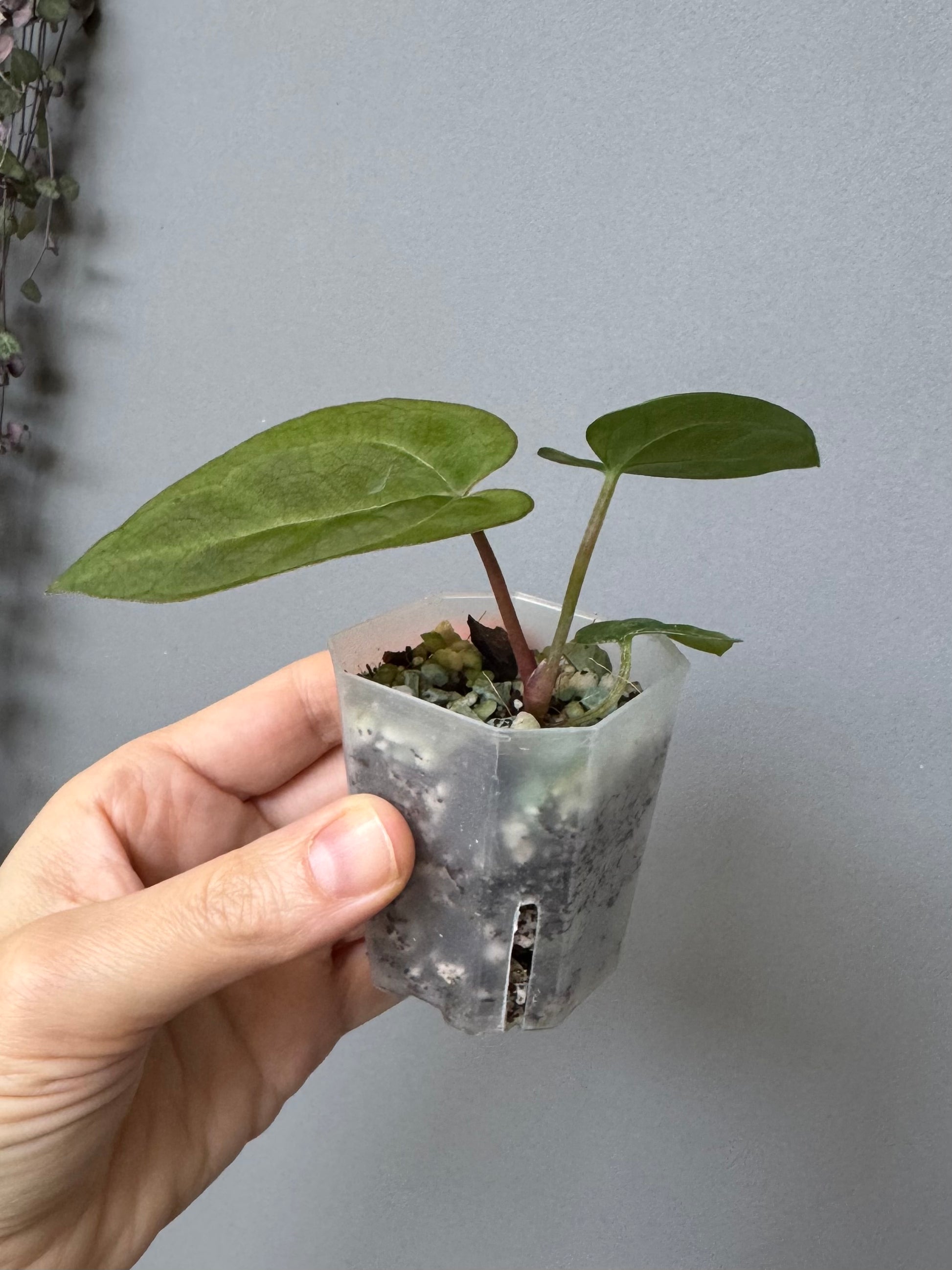 Anthurium AOS df Tezula x Carlablackiae