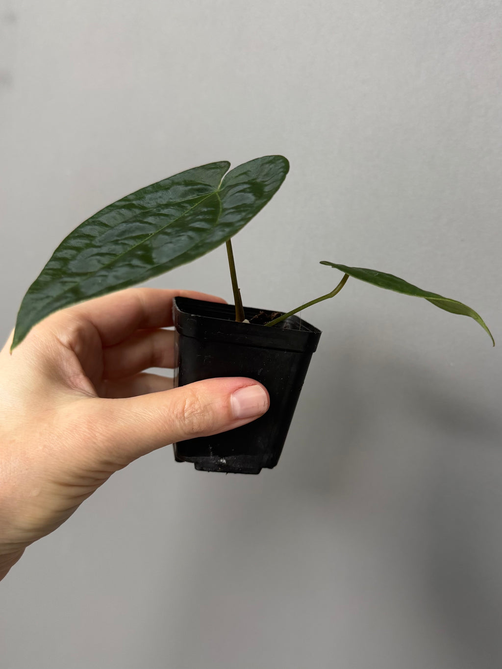 Anthurium AOS x forgetii dark