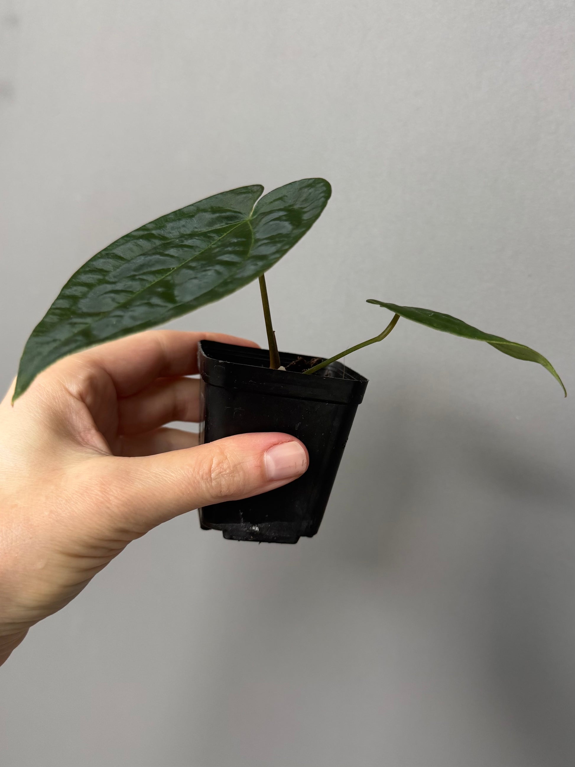 Anthurium AOS x forgetii dark
