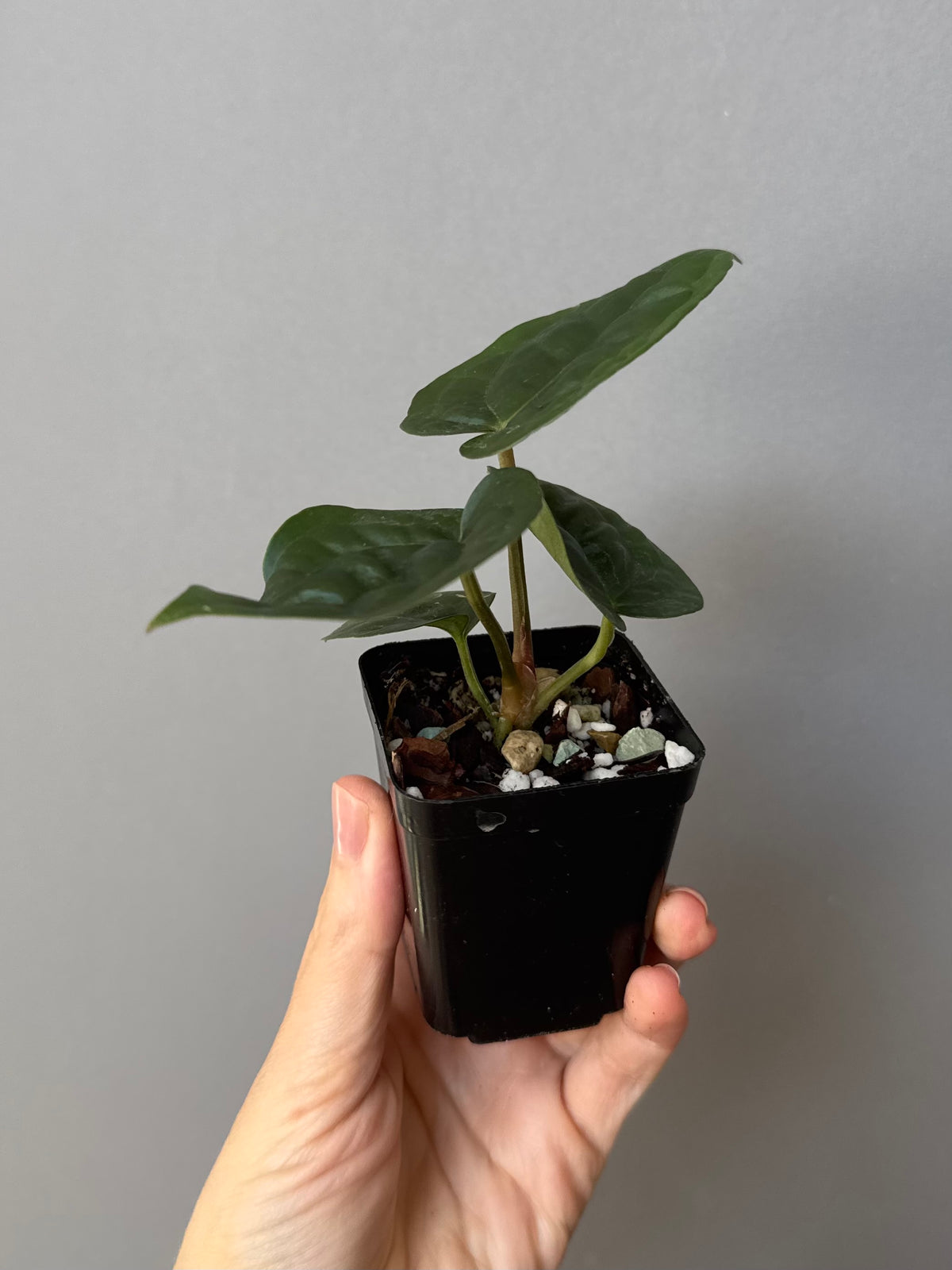 Anthurium ZxM x luxurians