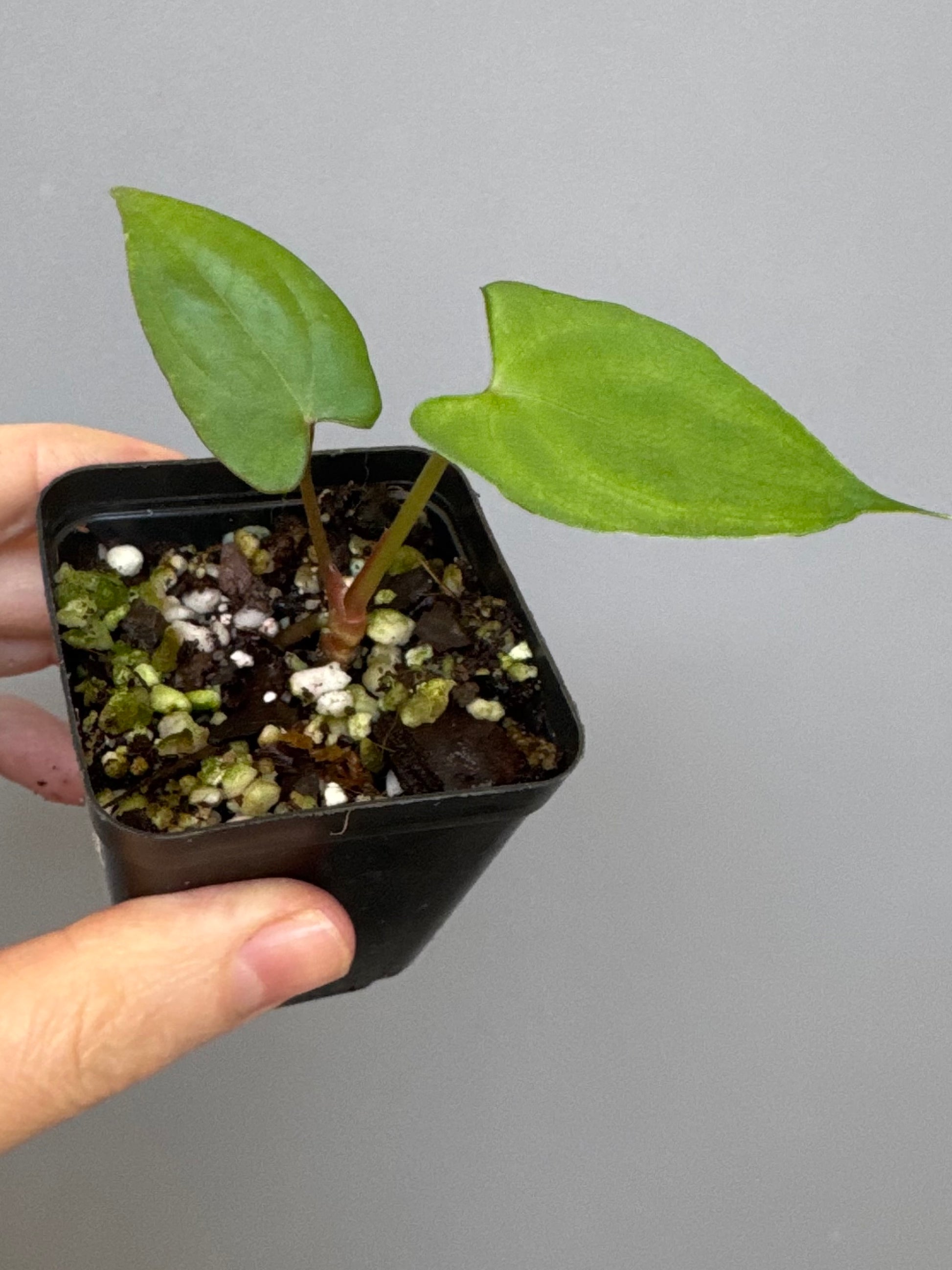 Anthurium ((papillilaminum Ralph Lynam x Fort Sherman) x carlablackiae) X RVDP (greenfelicities)
