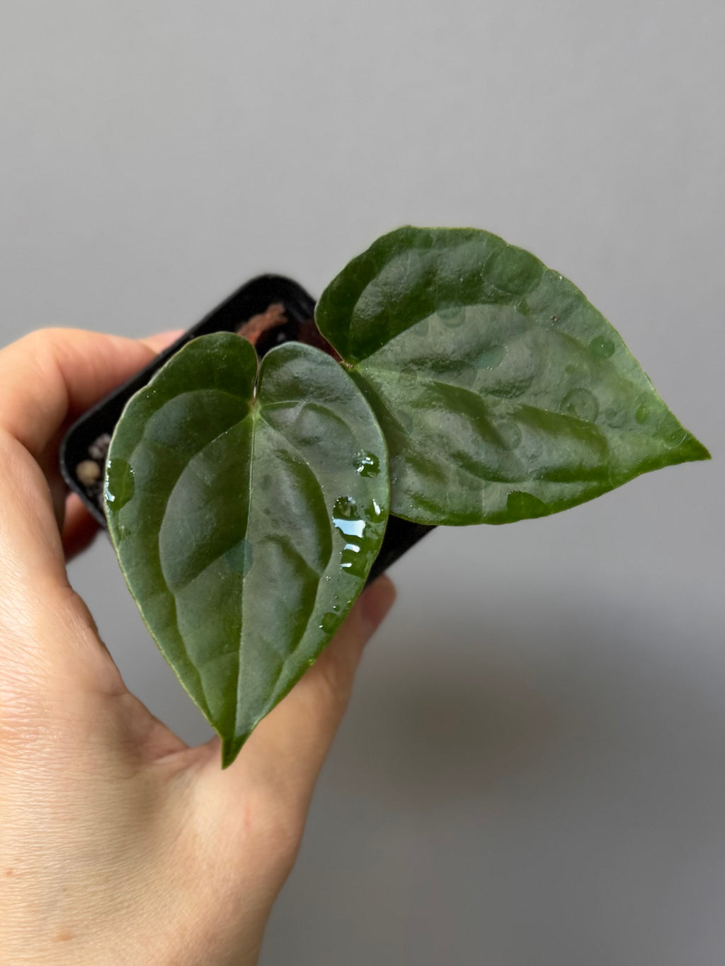 Anthurium (Besseae aff. x warocqueanum) x luxurians