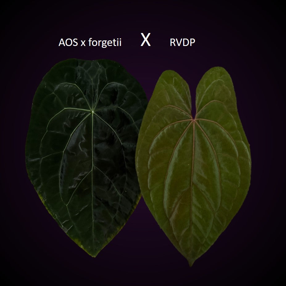 Anthurium (AOS x forgetii) x RVDP