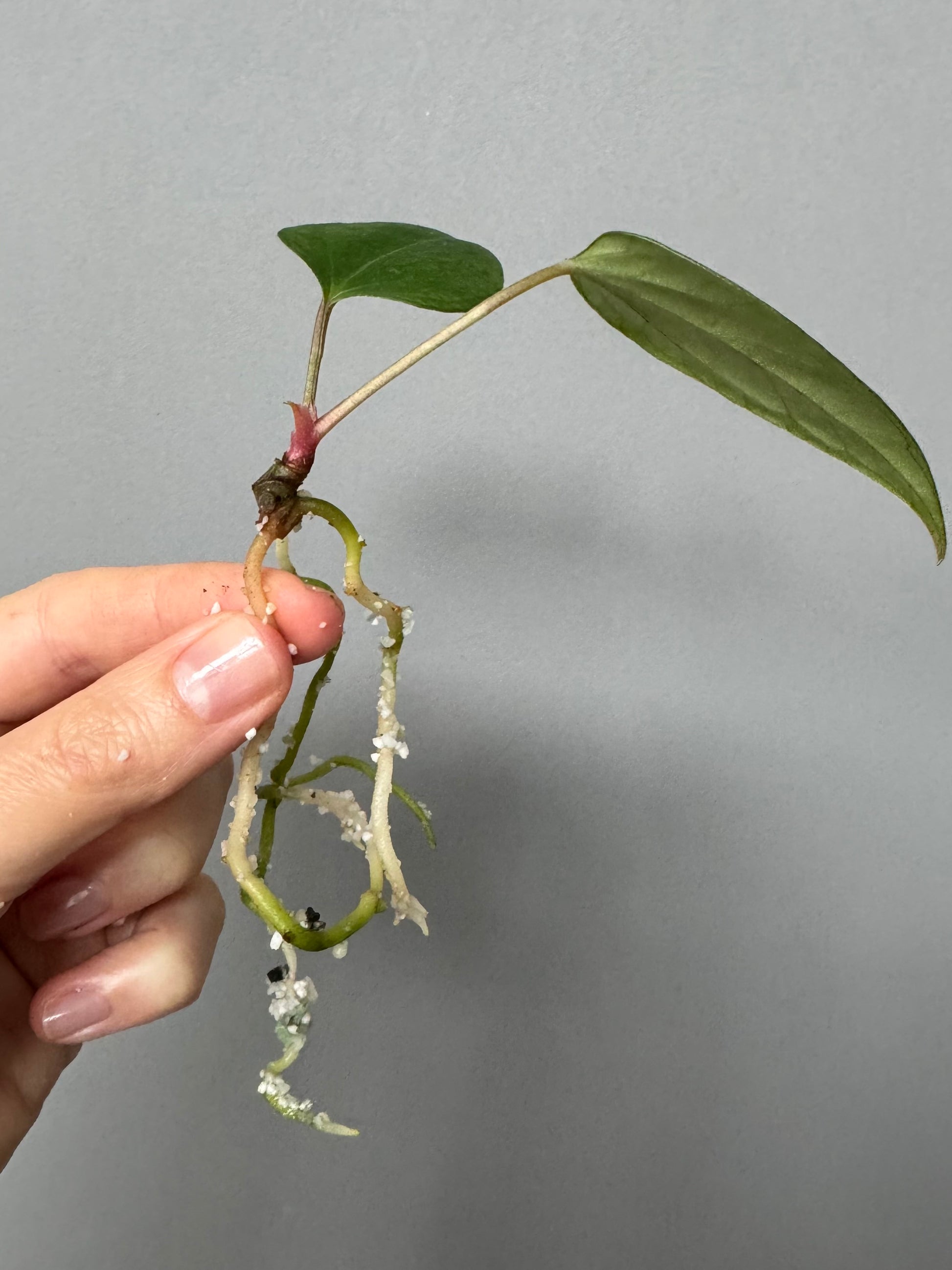 Anthurium portillae ‚Dorito‘ Klon Ableger