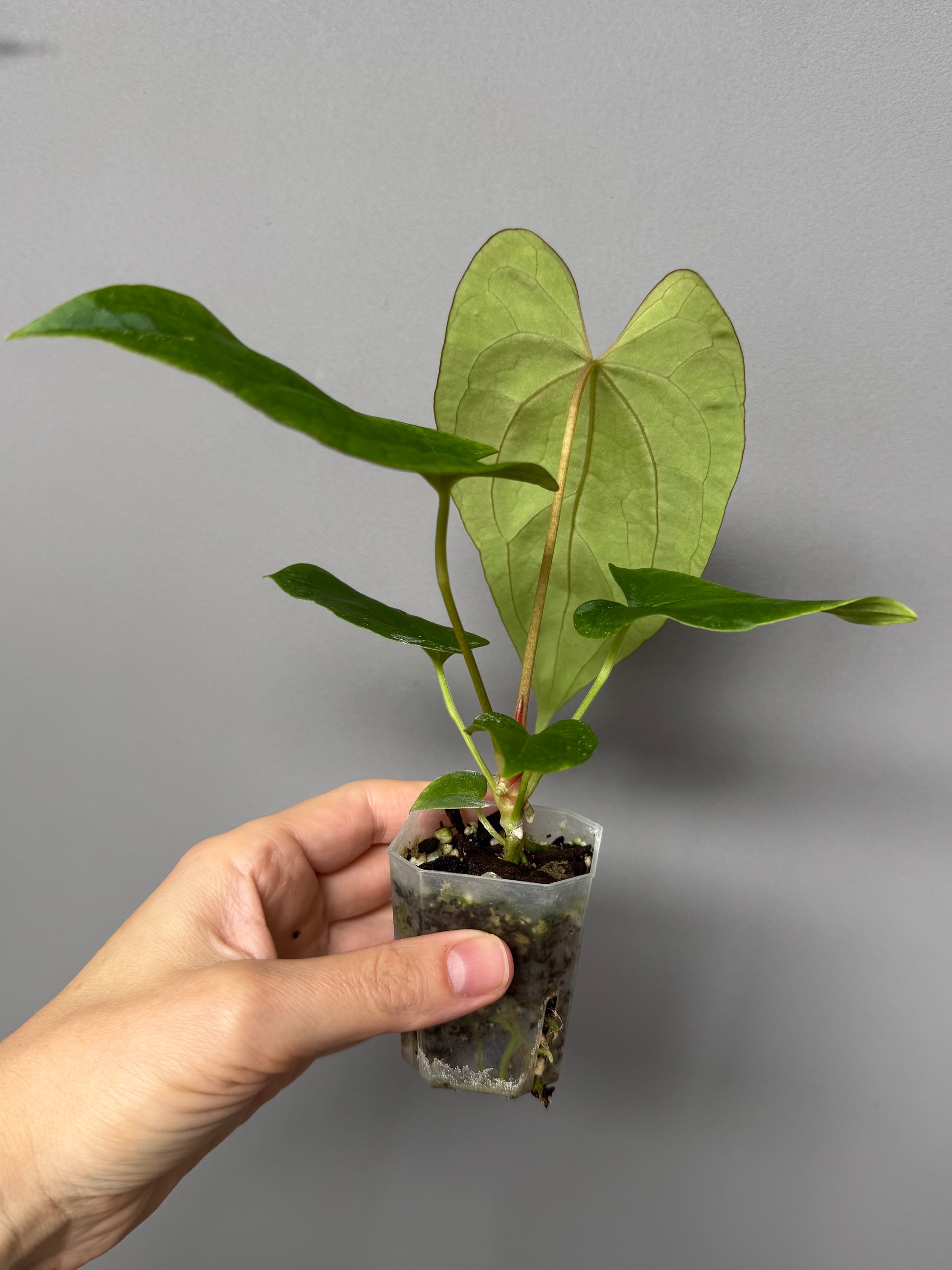 Anthurium dressleri x papillilaminum 'Daniel'