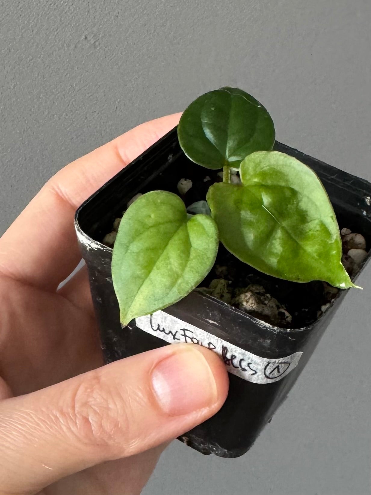 Anthurium (luxurians x forgetii) x besseae aff. (#1)