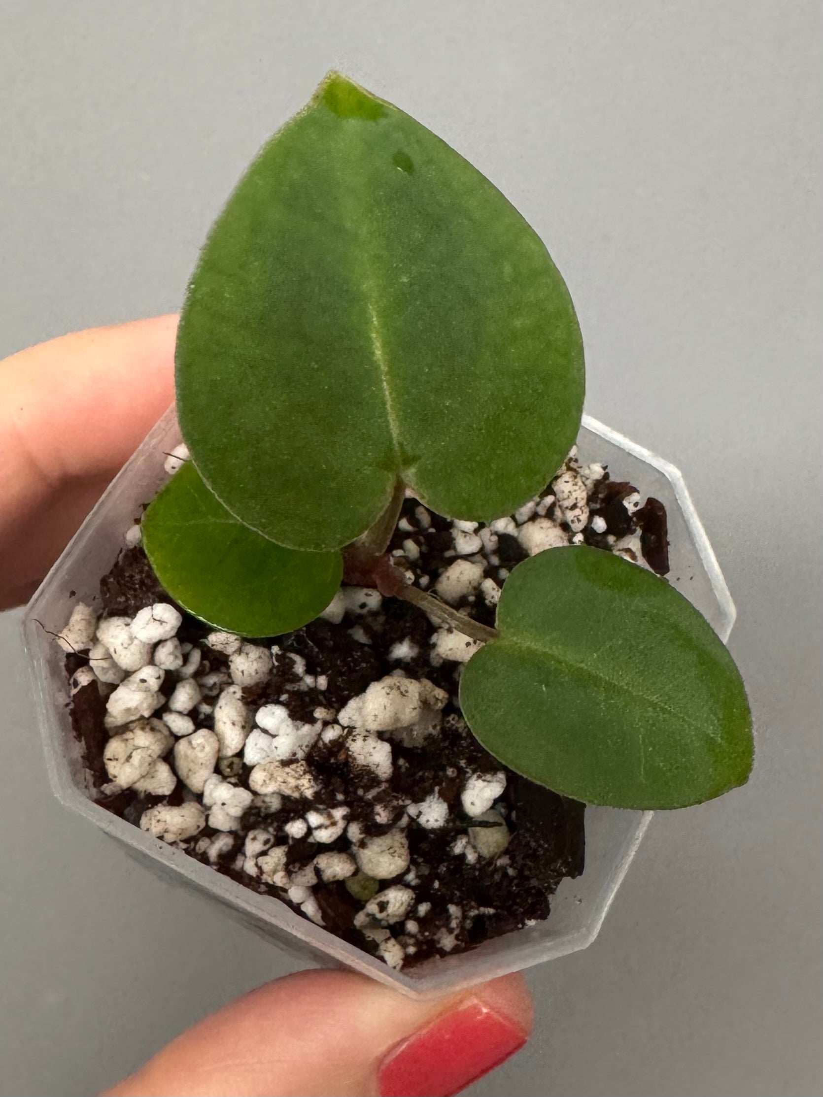 Anthurium (ZxM) x  (NSE Red Crystallinum x Carlablackiae)