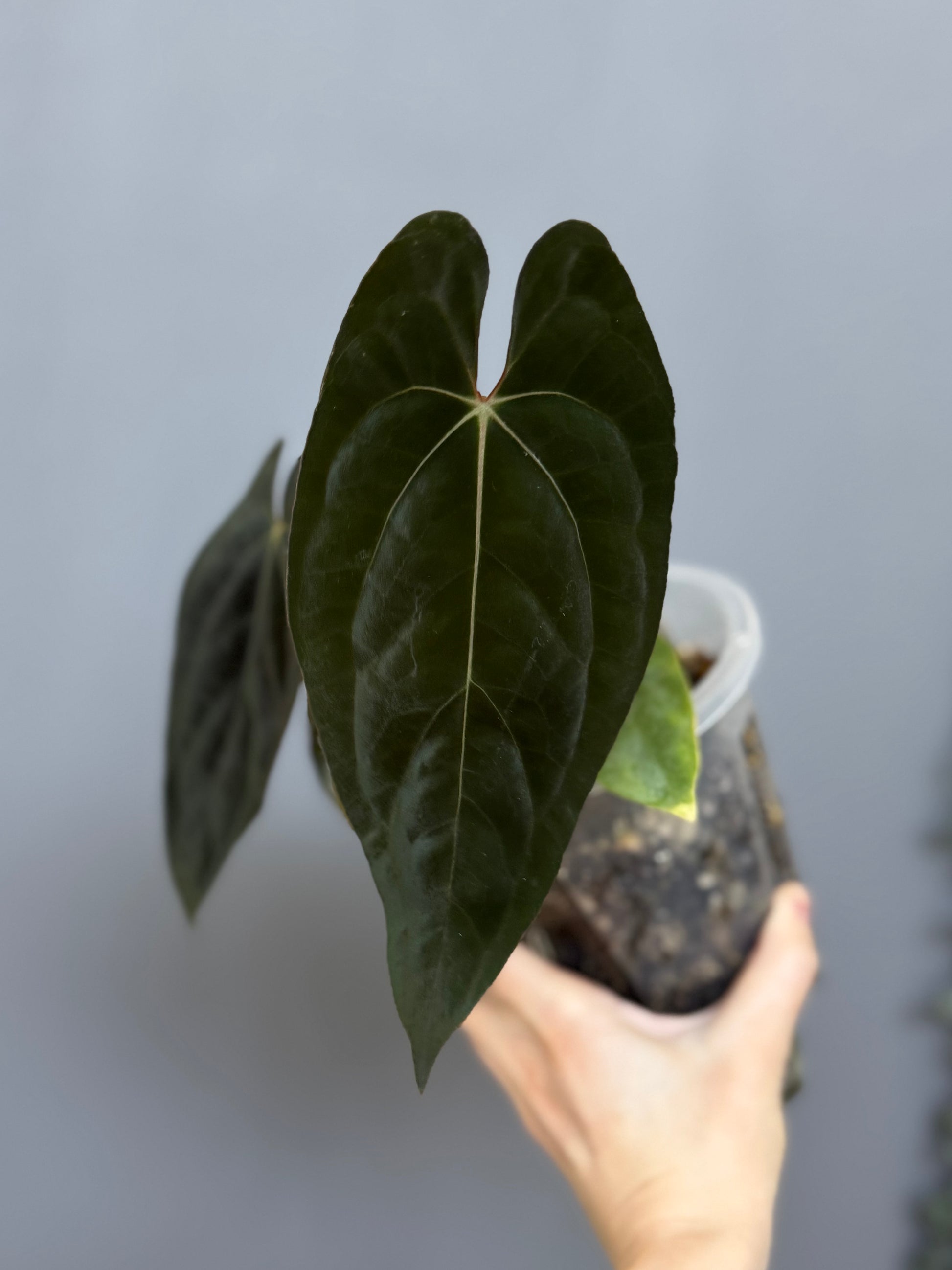 Anthurium Papillilaminum ,Daniel' x (Carlablackiae A1 x Papillilaminum)