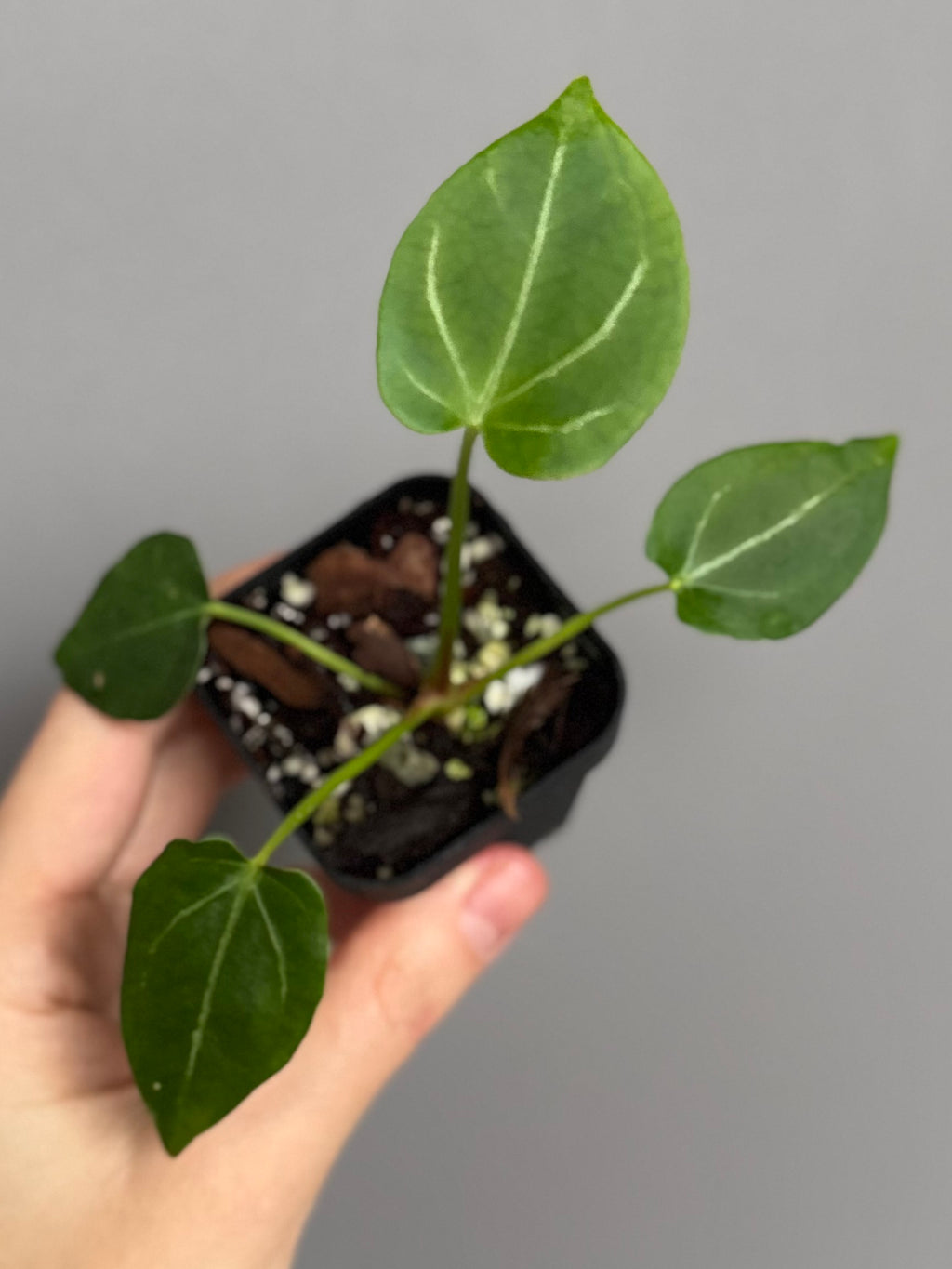 Anthurium (Papillilaminum x forgetii) X Crystallinum Silver