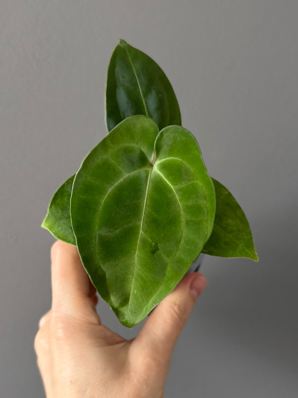 Anthurium Besseae aff. x Papillilaminum