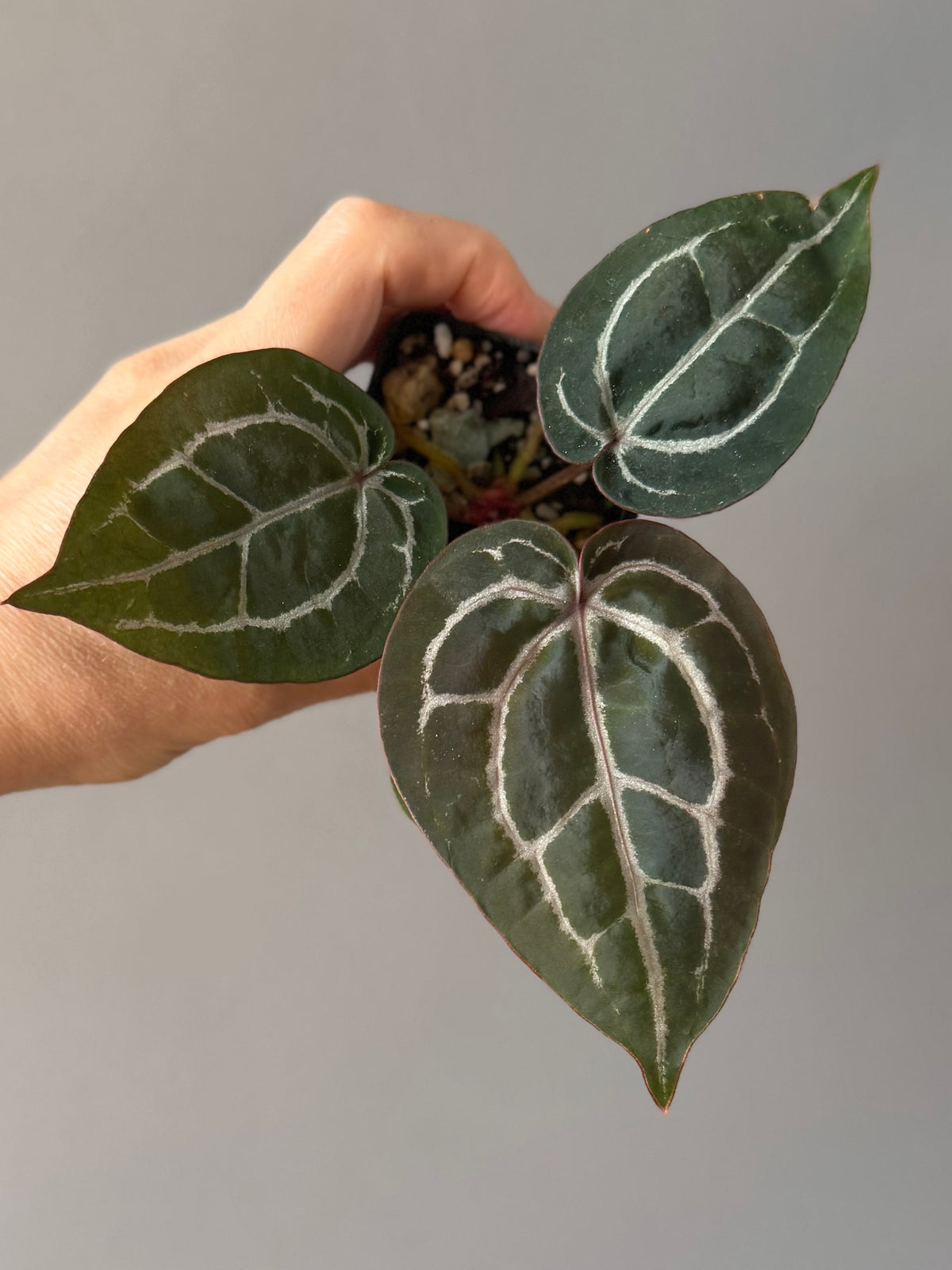 Anthurium ZxM x Michelle