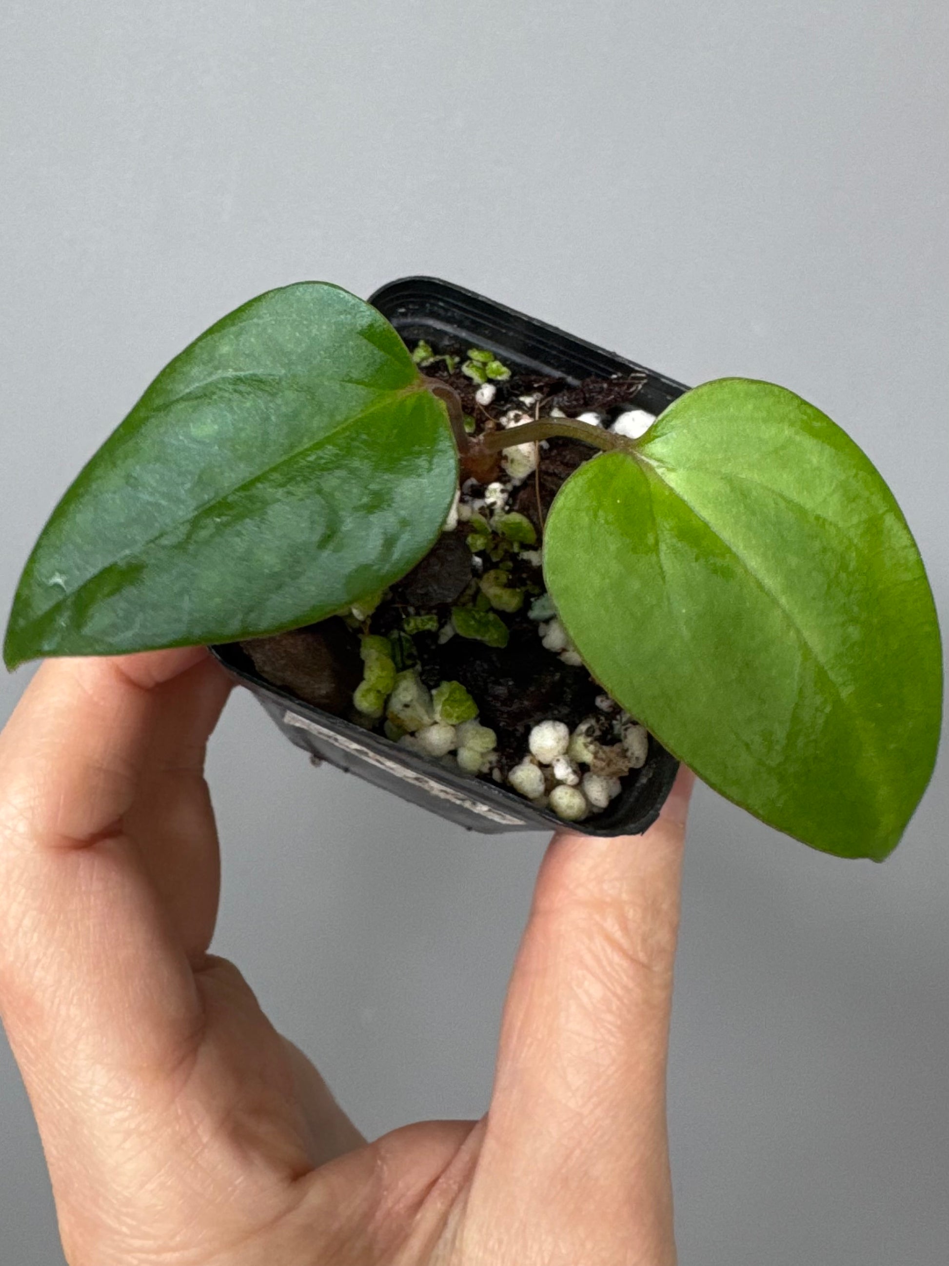 Anthurium Subsignatum x RVDP