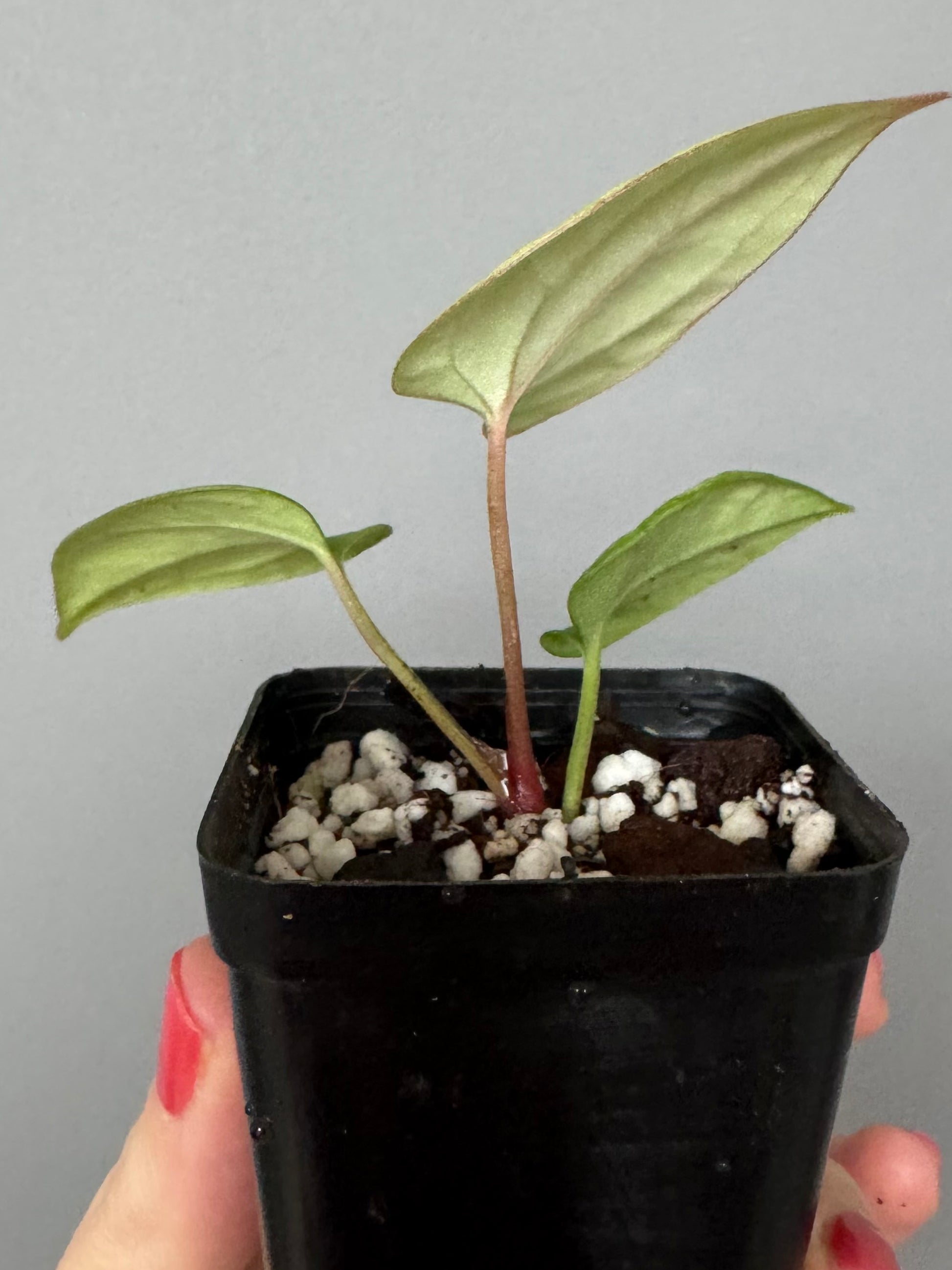 Anthurium (BVEP x port Dorito) x (Dark Phoenix x Goliath)