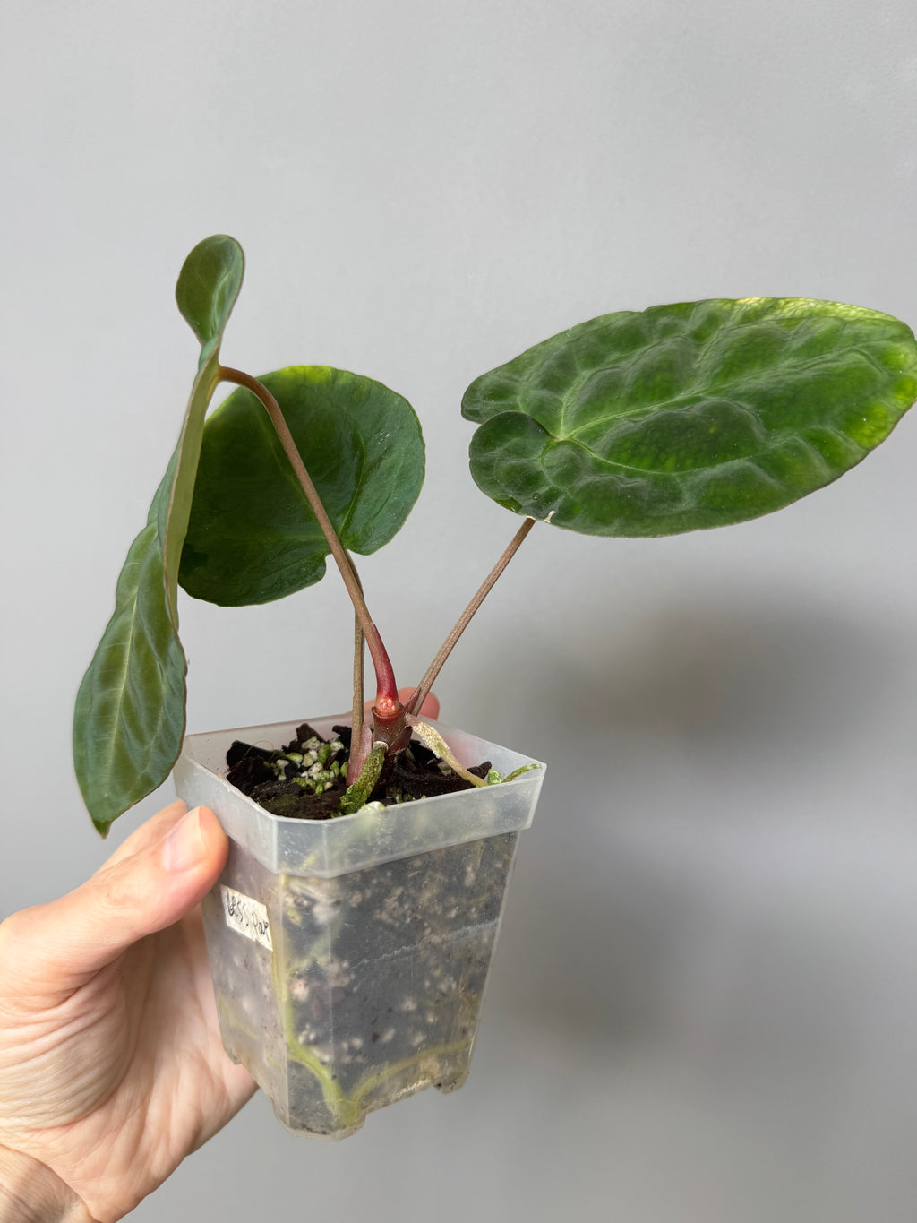 Anthurium Besseae aff. x Papillilaminum