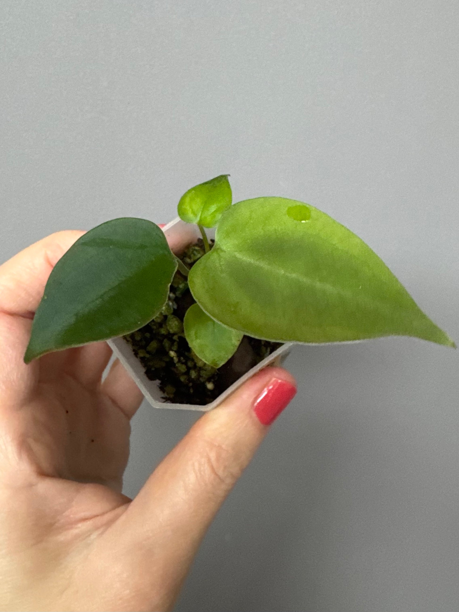 Anthurium (Indo Port x KOS) x (KOS x forgetii)