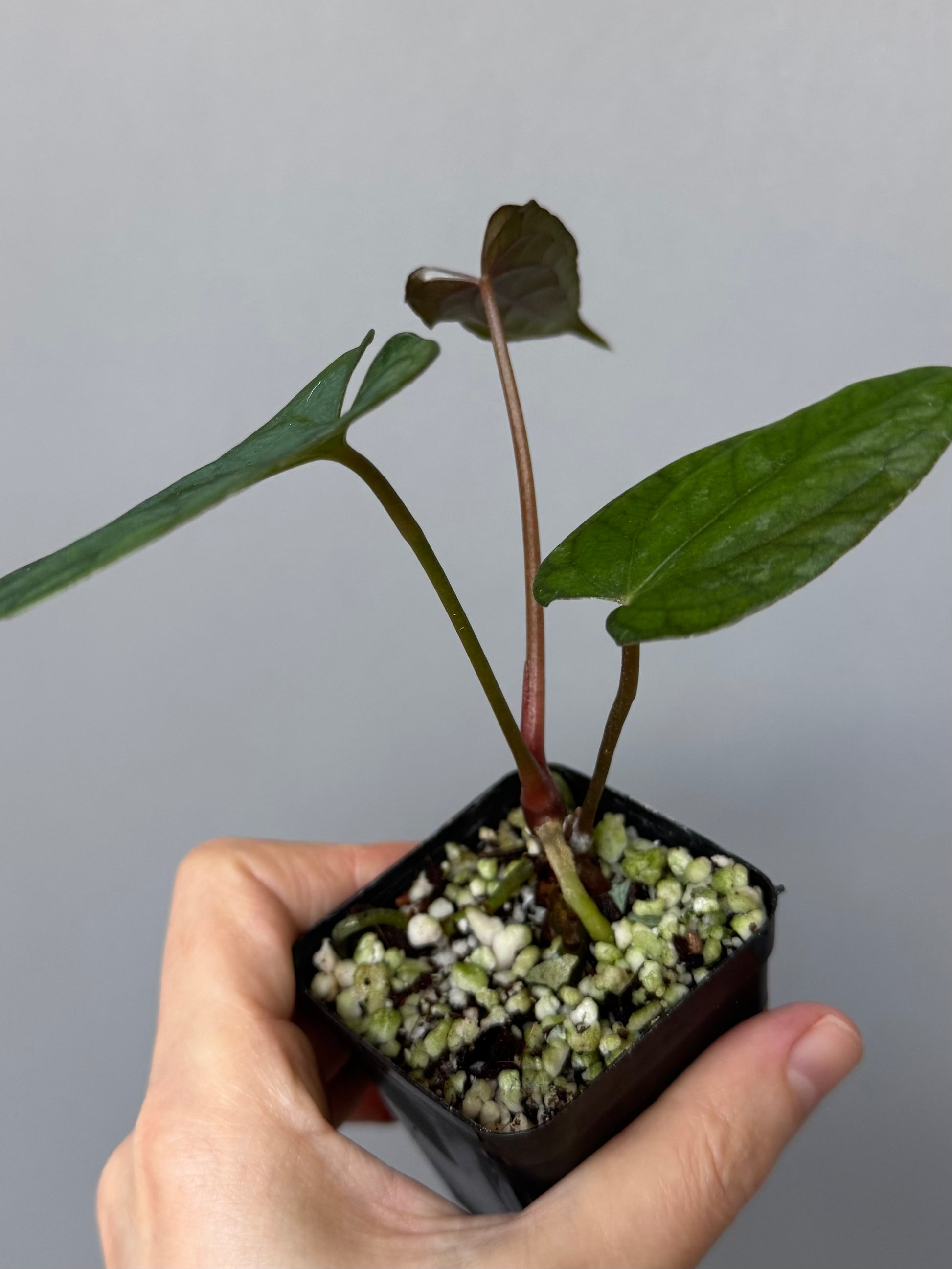 Anthurium ((papillilaminum Ralph Lynam x Fort Sherman) x carlablackiae) X RVDP (greenfelicities)