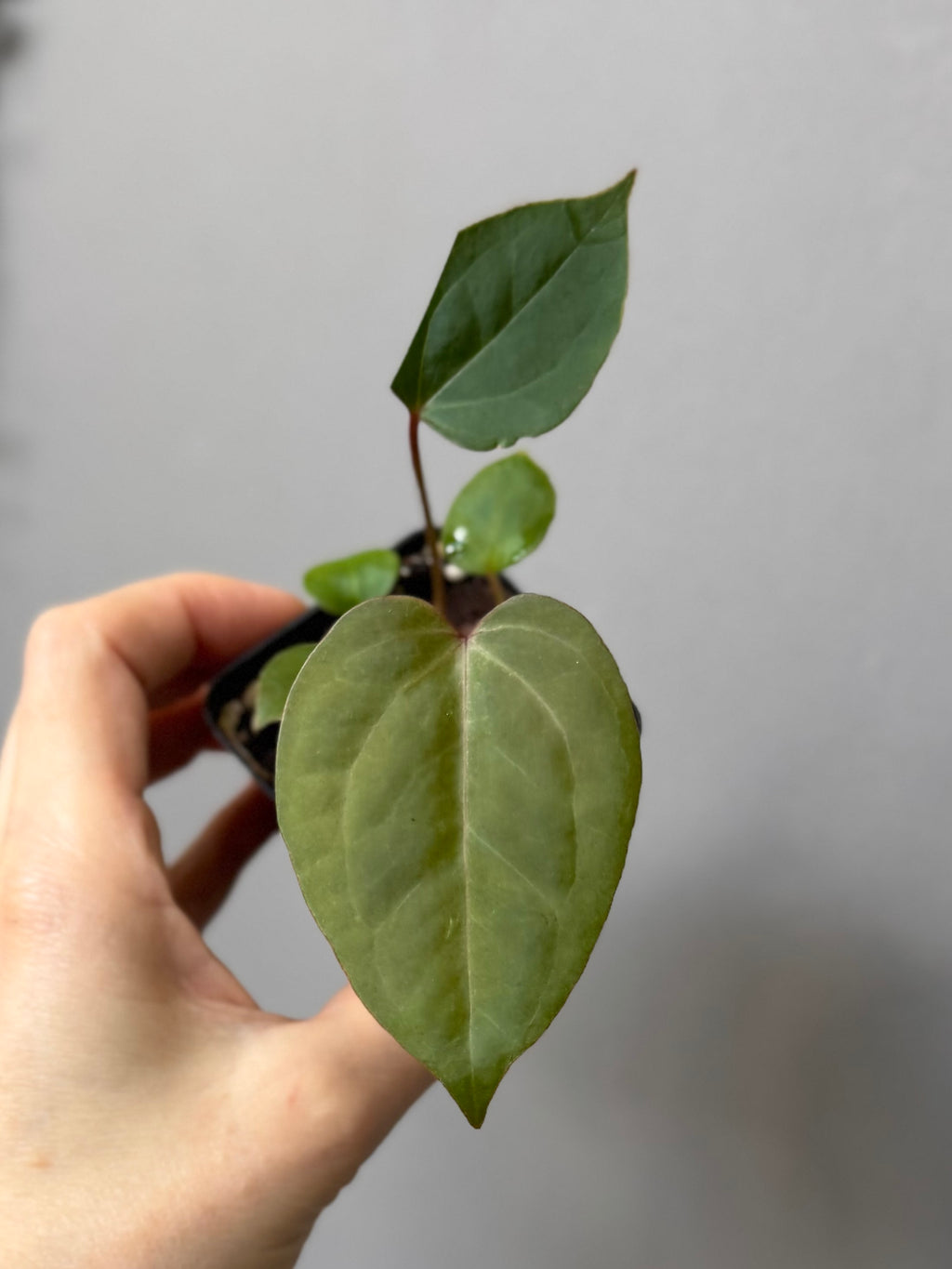 Anthurium CV Carmesim x ZxM