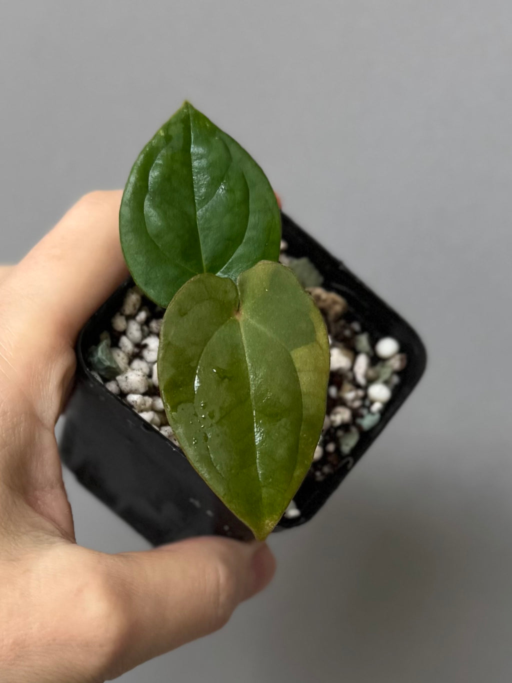 Anthurium (Crystallinum chocolate x BVEP) x BVEP OG1