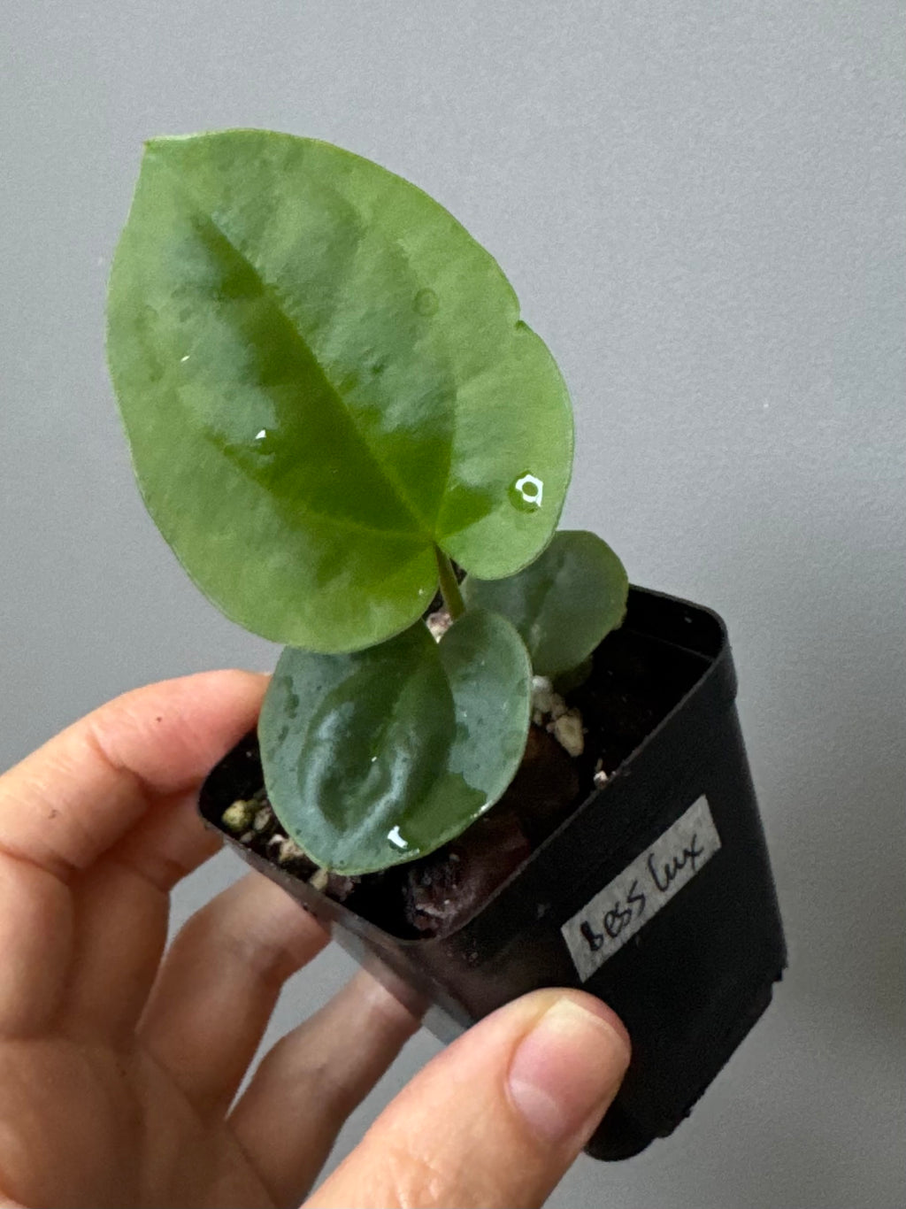 Anthurium Besseae aff. x luxurians