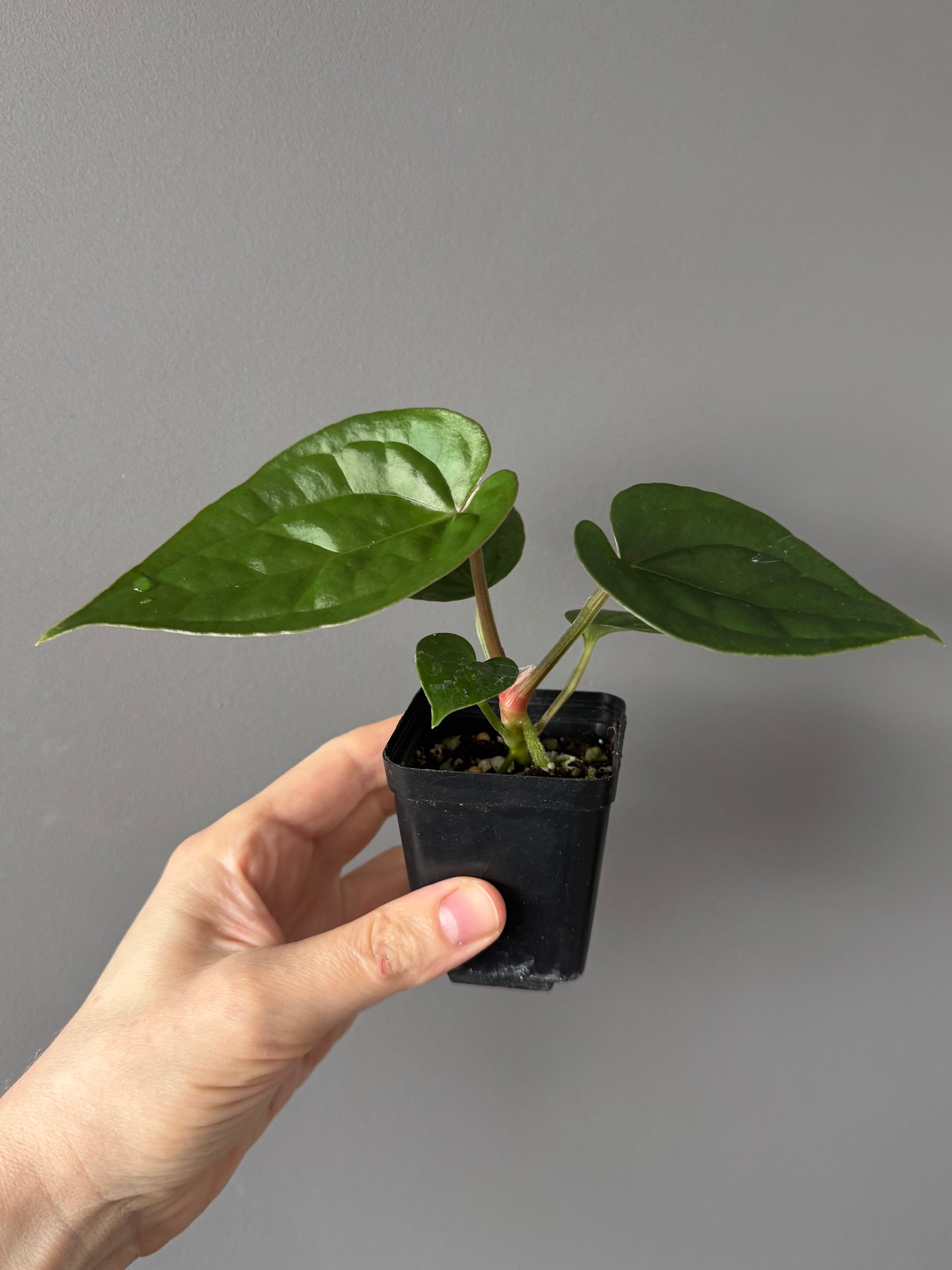 Anthurium (papillilaminum Hybrid x (KOS x Silver Blush)) X luxurians