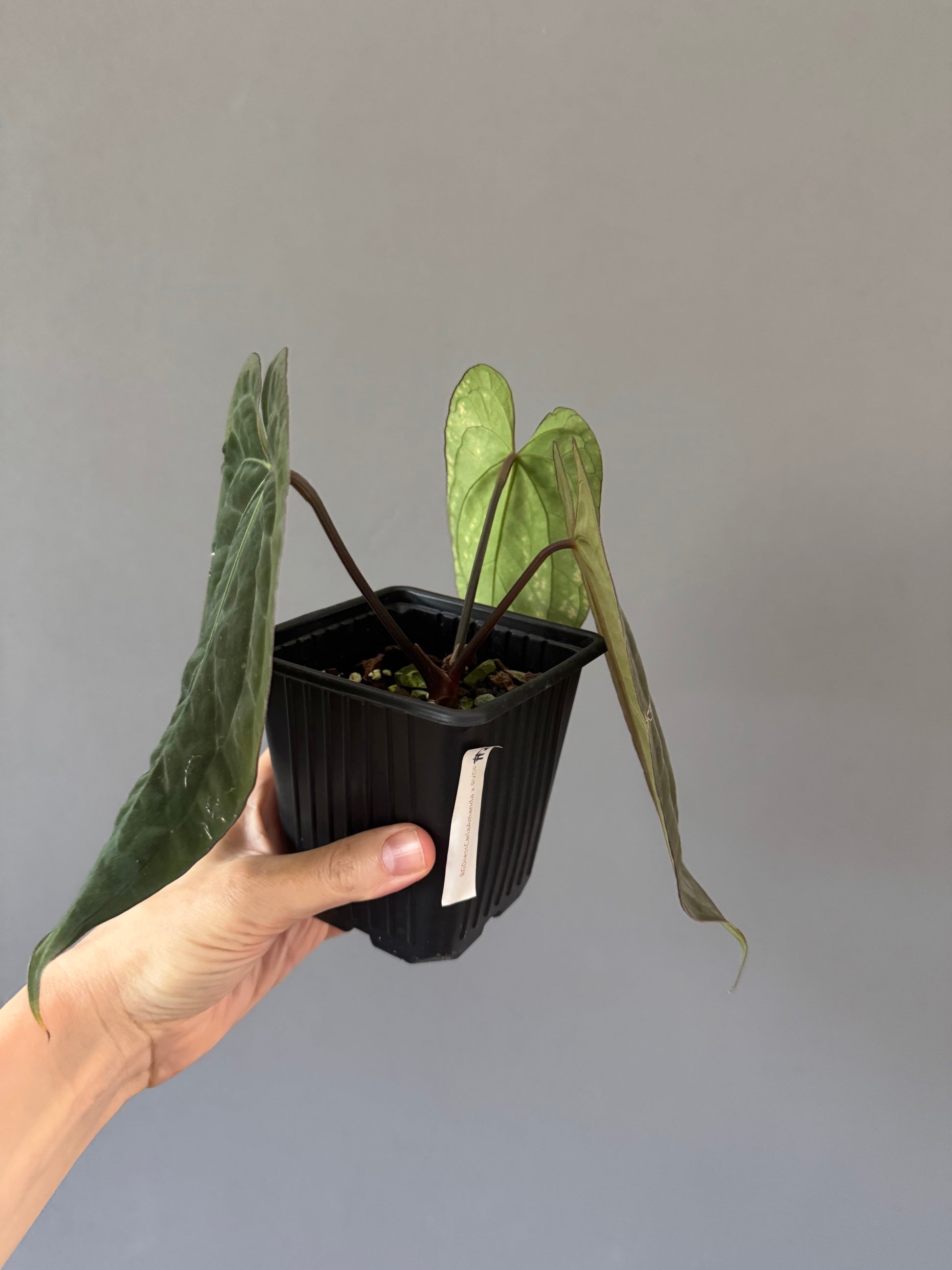 Anthurium (RG dressleri x carlablackiae ‘Amanda’) x RVDP (by variegated_stringray)