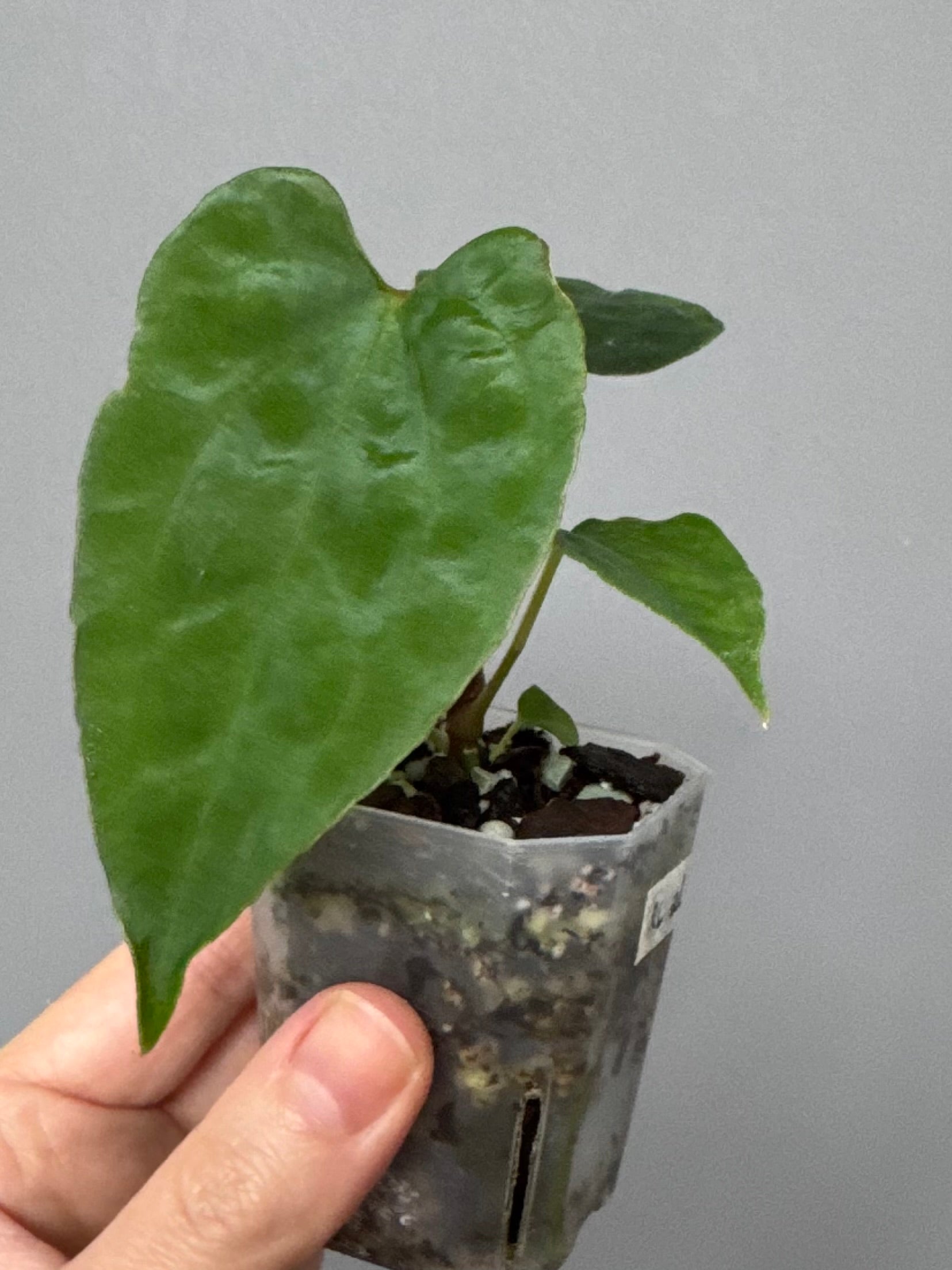 Anthurium papillilaminum Ralph Lynam xself (Dwane/nodeboi)