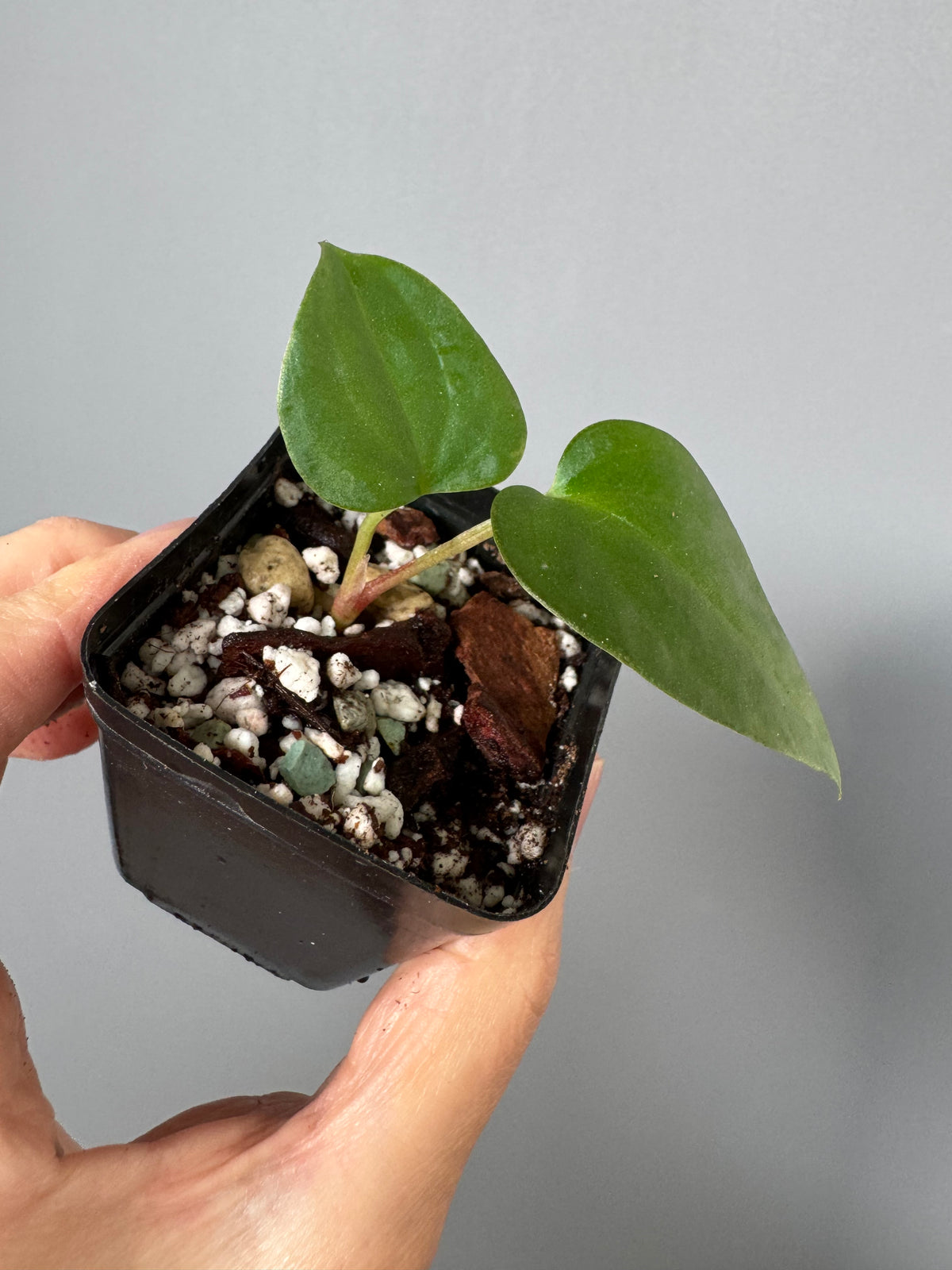 Anthurium sp Nov DF x BVEP OG1 (by anthurium.aura)