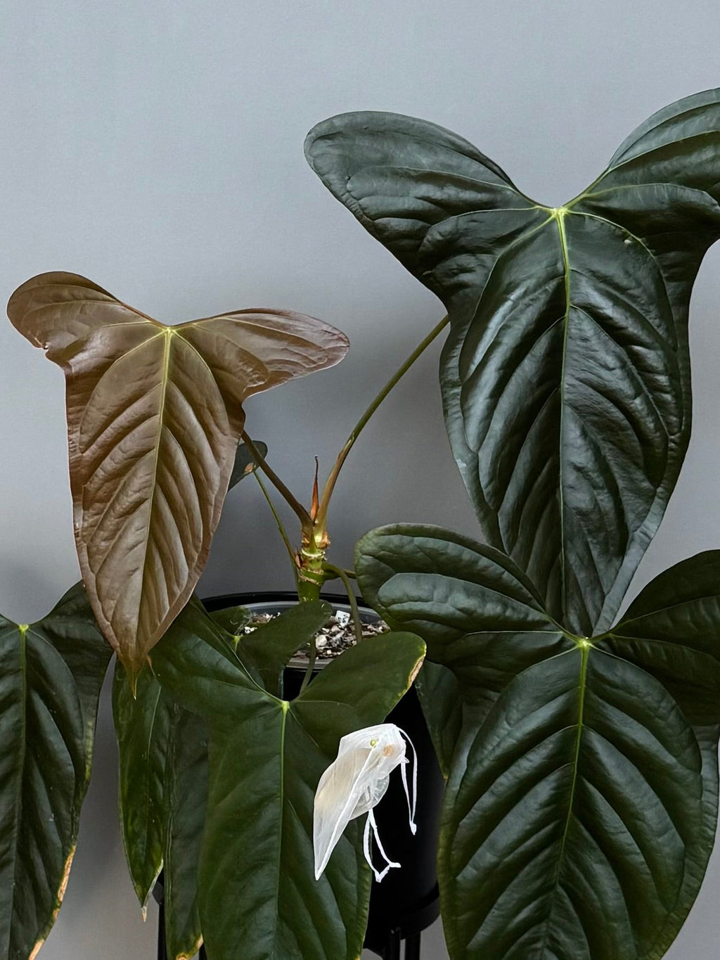 **NEW** Anthurium (Subsignatum x Papillilaminum ‚Marie‘) x ((Besseae aff. x BVEP) x Besseae aff. ‚wide sinus‘) - germinated seeds