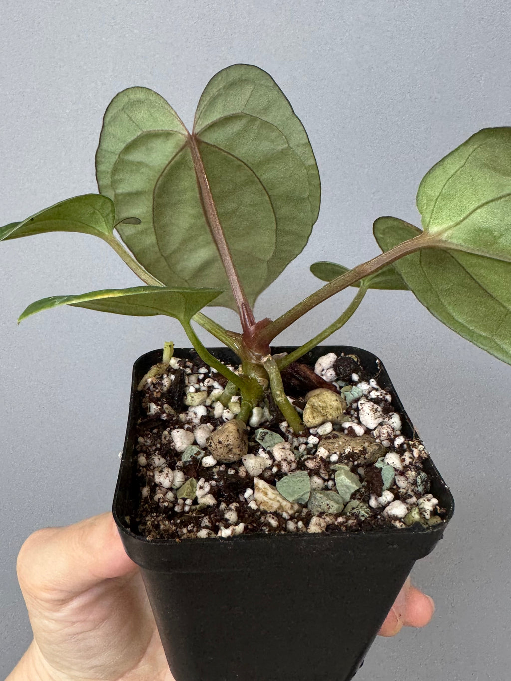 Anthurium (Papillilaminum Daniel x Besseae aff.) x  (NSE Red Crystallinum x Carlablackiae)