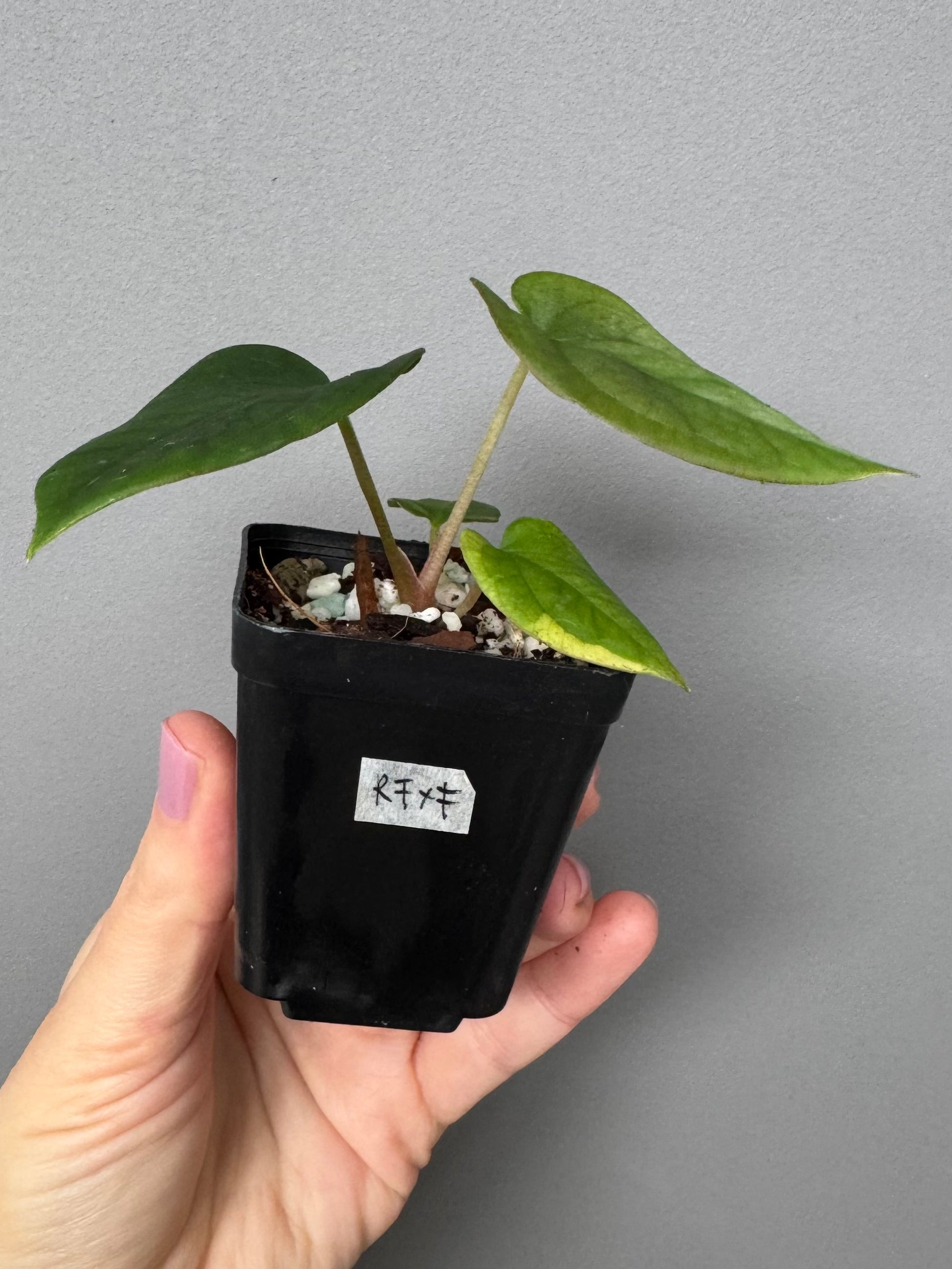 Anthurium Antolakii/ BVEP (Round x Felix) X Felix (Justin Jones / createdinagarden)