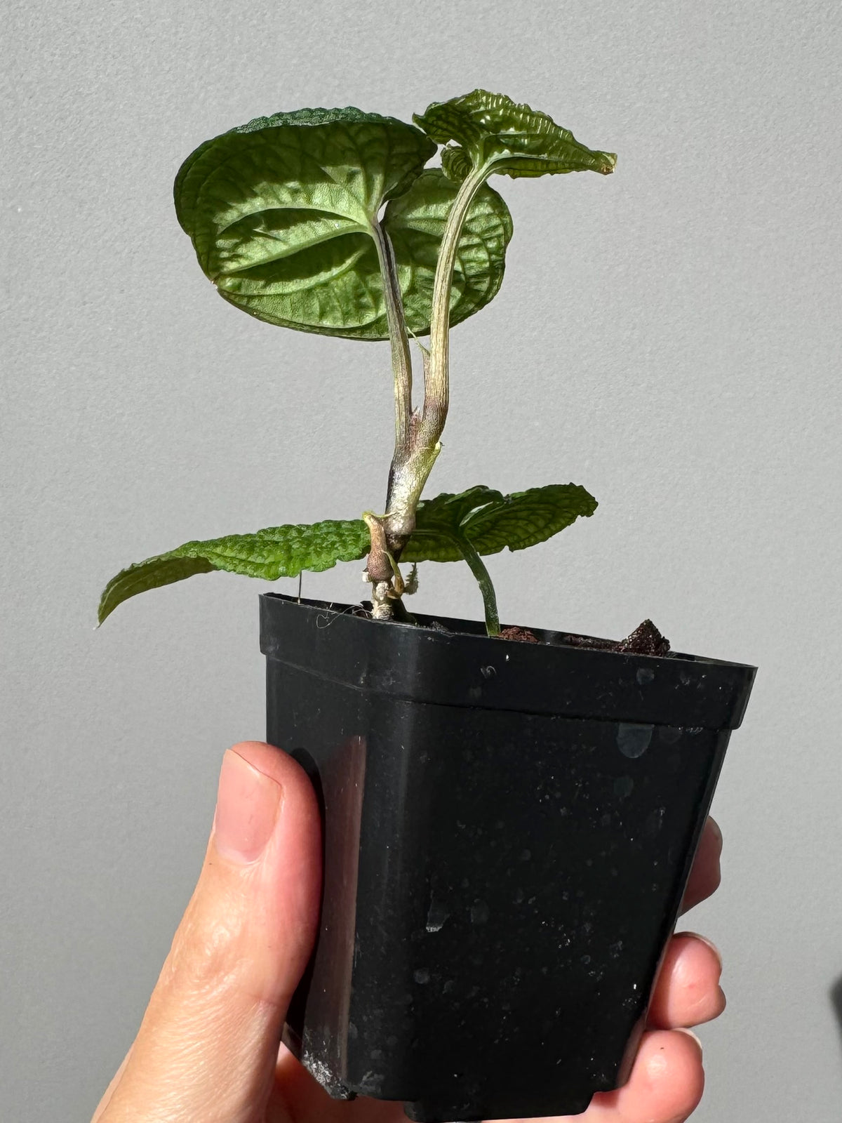 Anthurium clidemioides