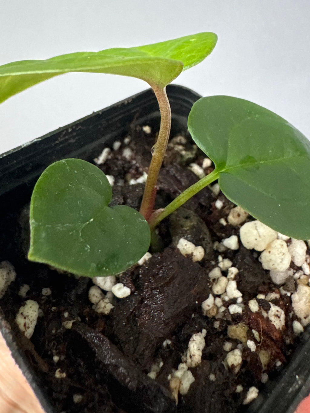 Anthurium (AOS x forgetii) x RVDP