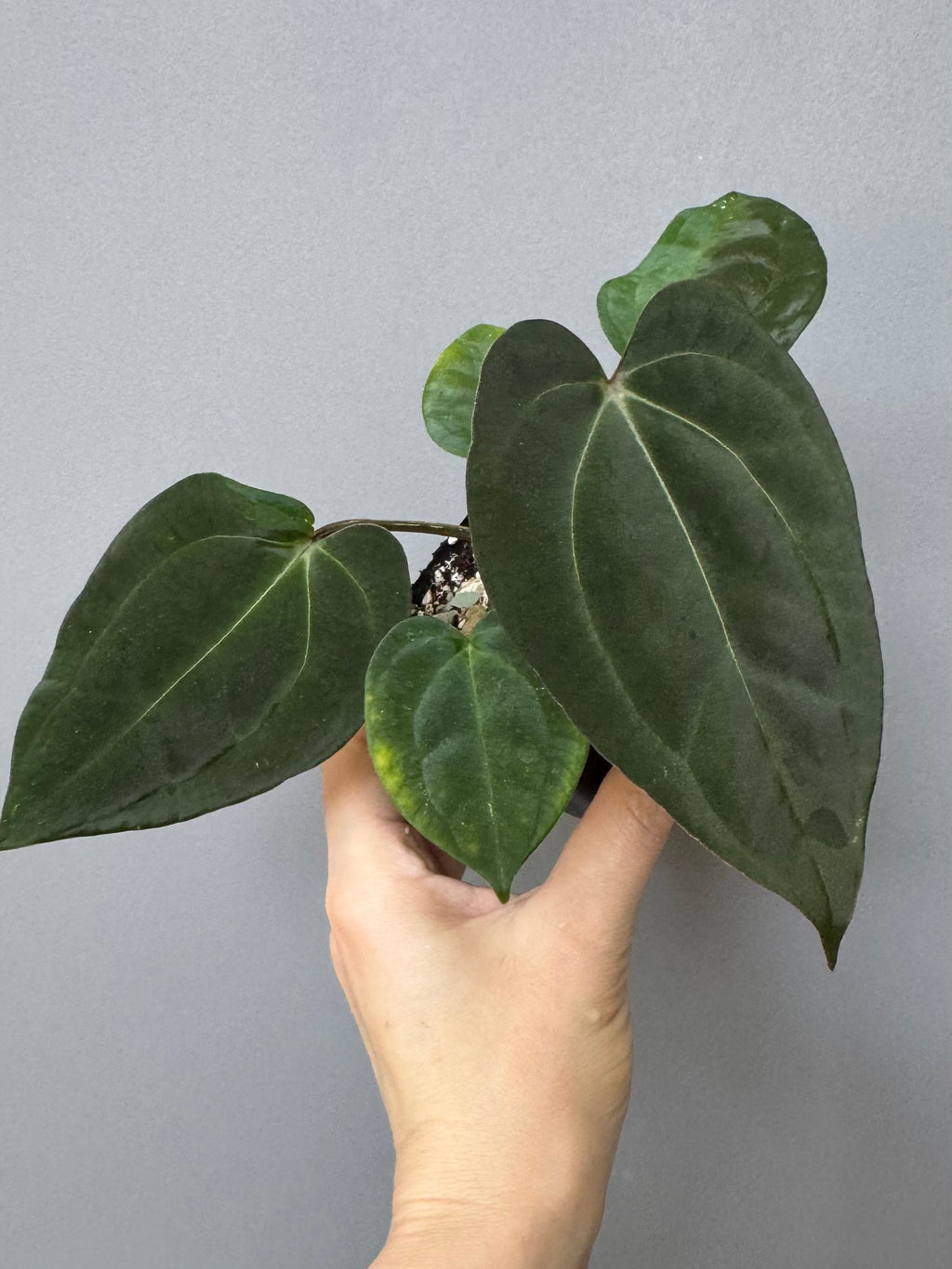 Anthurium (Papillilaminum Daniel x Besseae aff.) x  (NSE Red Crystallinum x Carlablackiae)