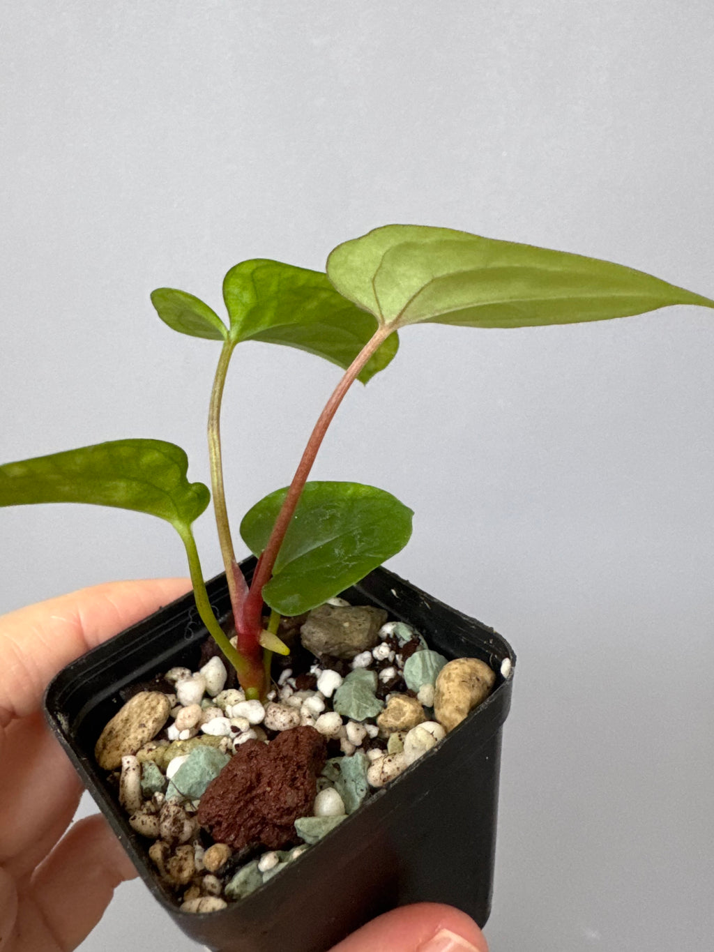 Anthurium Papillilaminum x FSxRVDP
