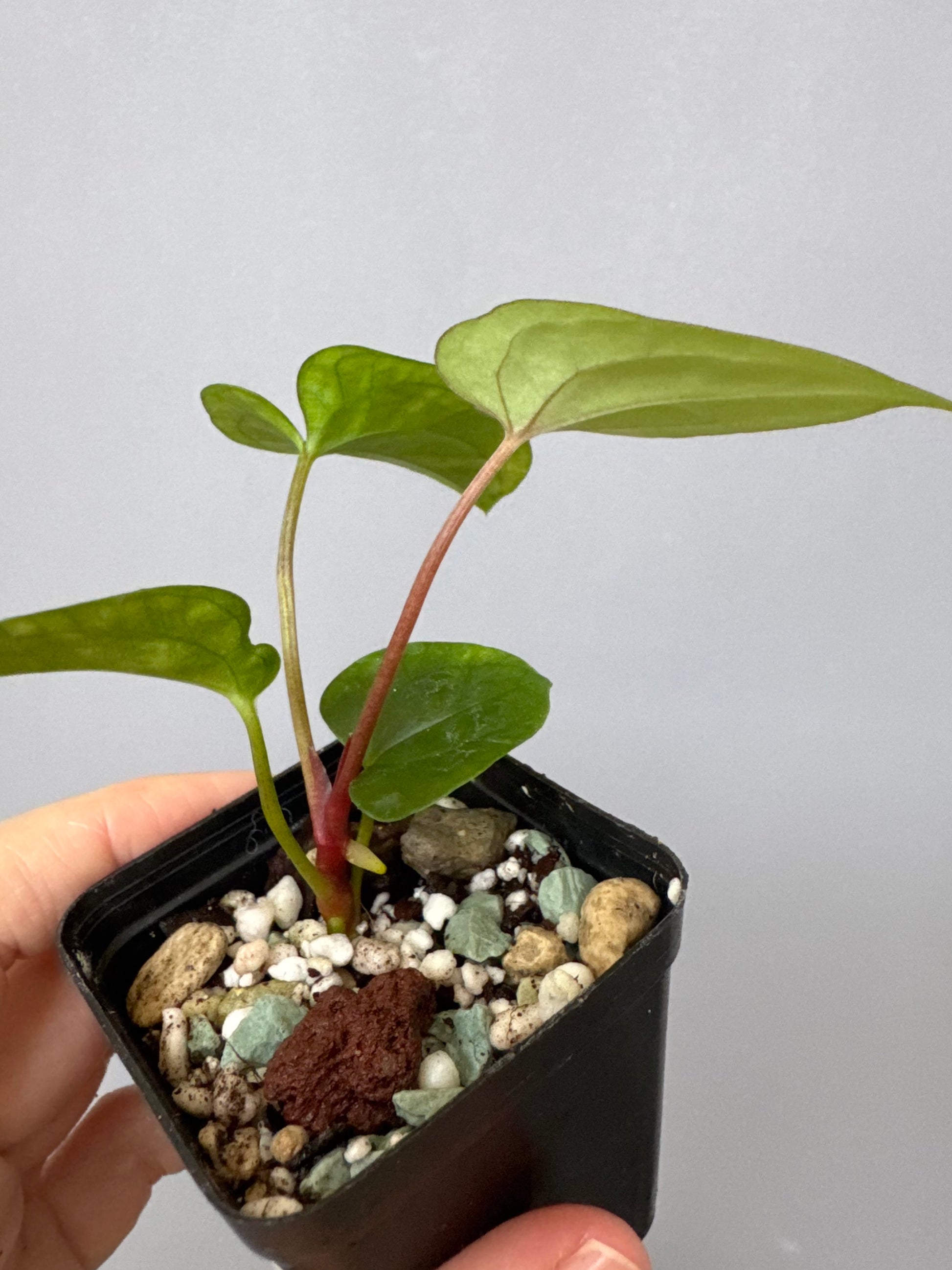 Anthurium Papillilaminum x FSxRVDP