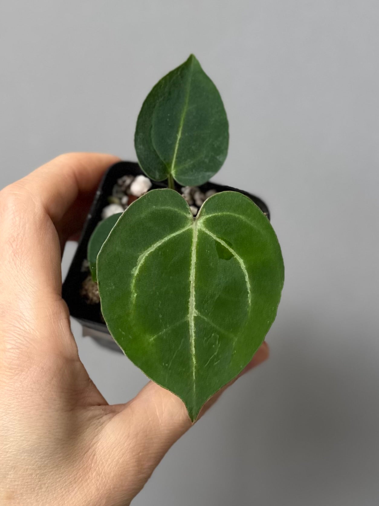 Anthurium (ZxM) x (NSE Red Crystallinum x Carlablackiae)