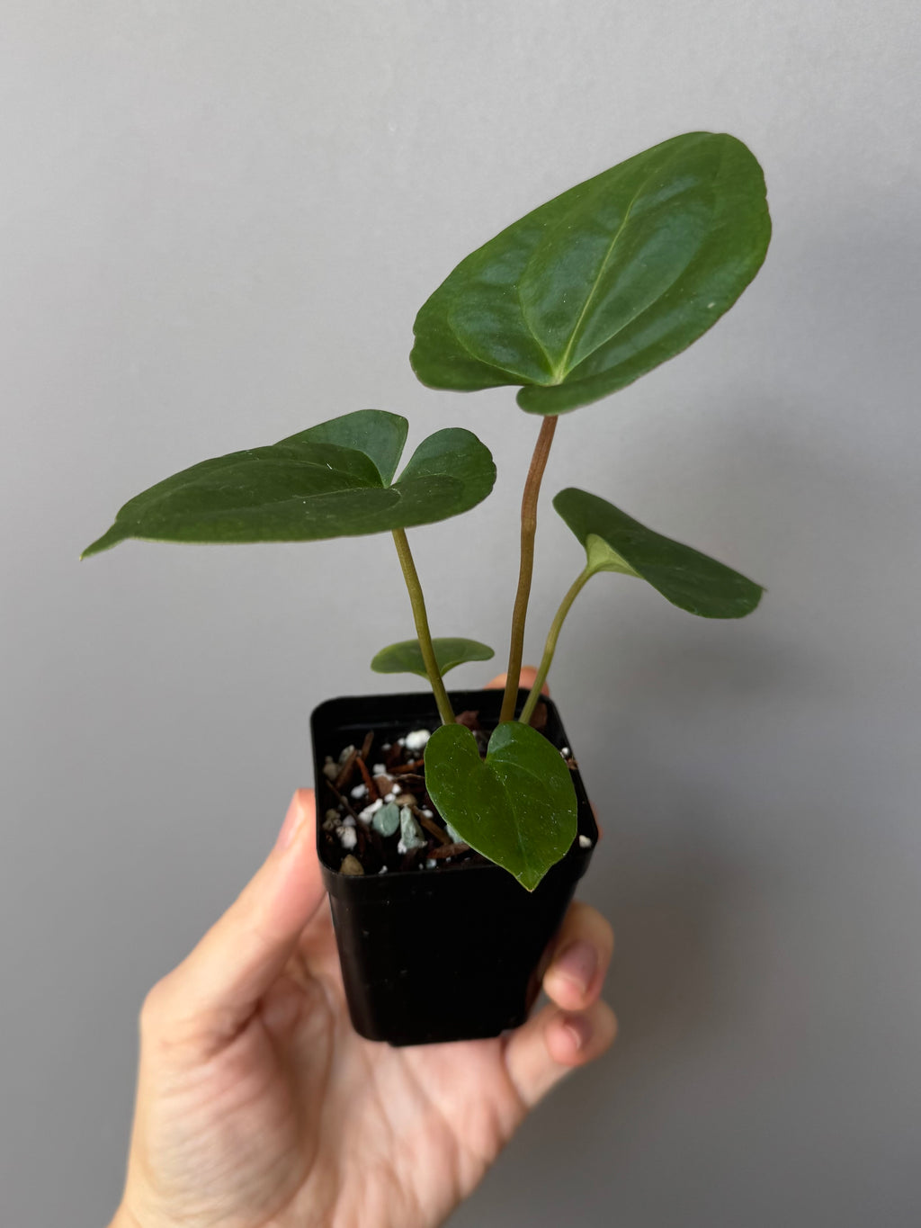 Anthurium Besseae aff. x RVDP