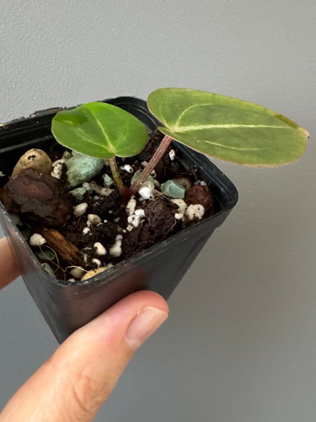 Anthurium Besseae aff. x Michelle