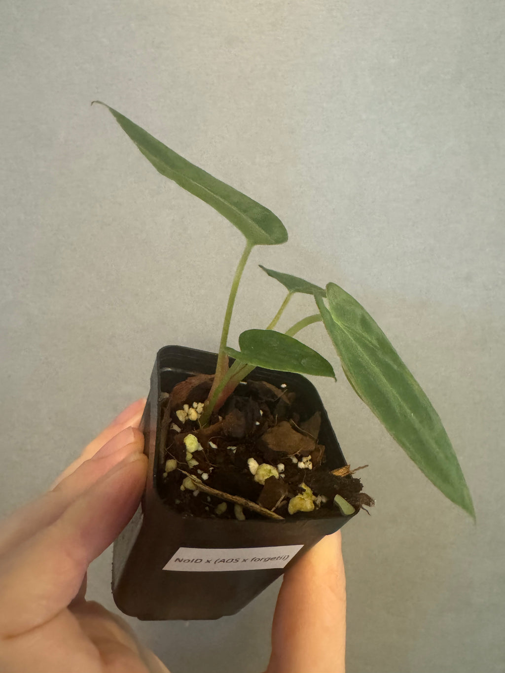 Anthurium NoID x (AOS x forgetii)