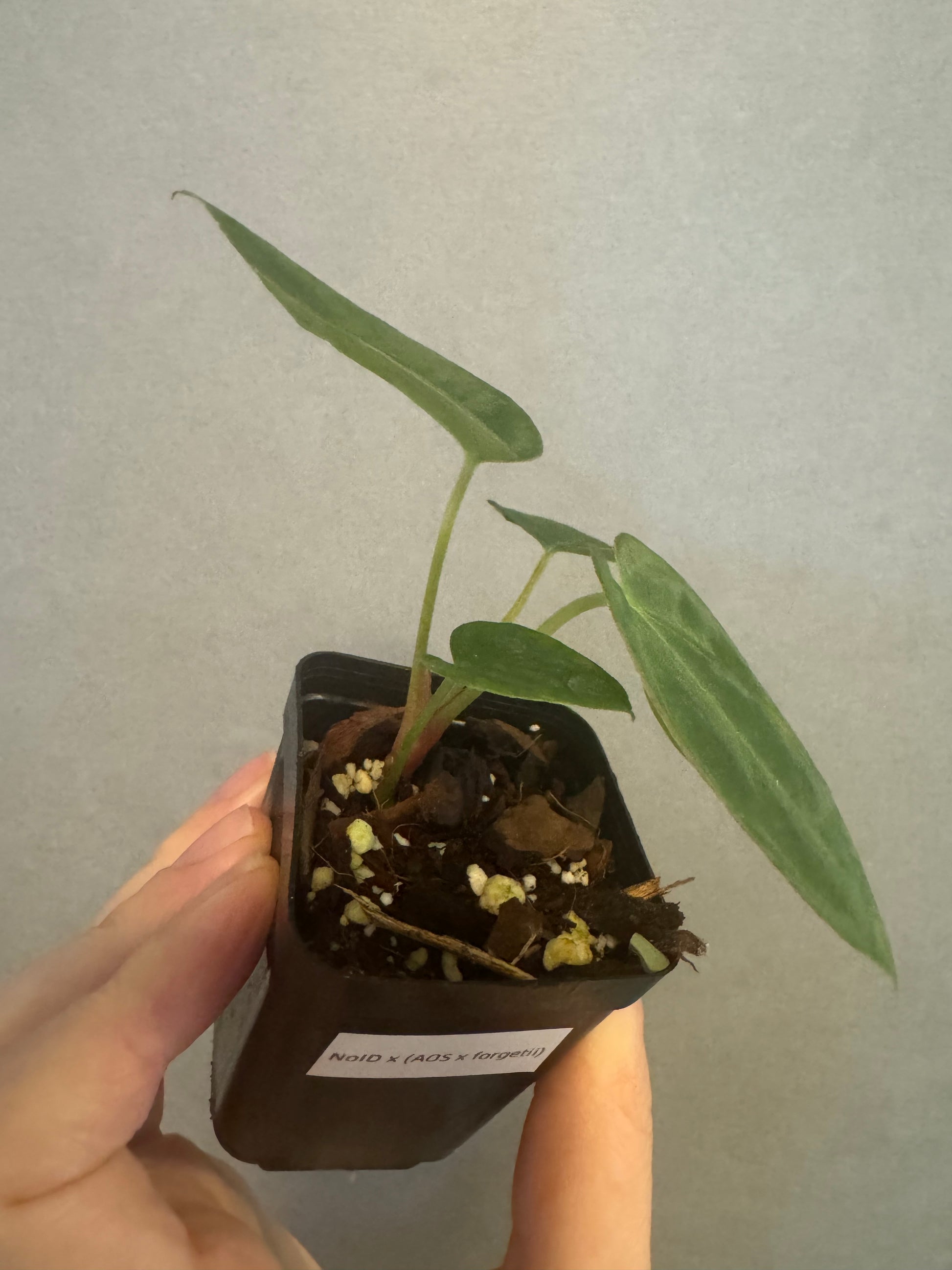 Anthurium NoID x (AOS x forgetii)