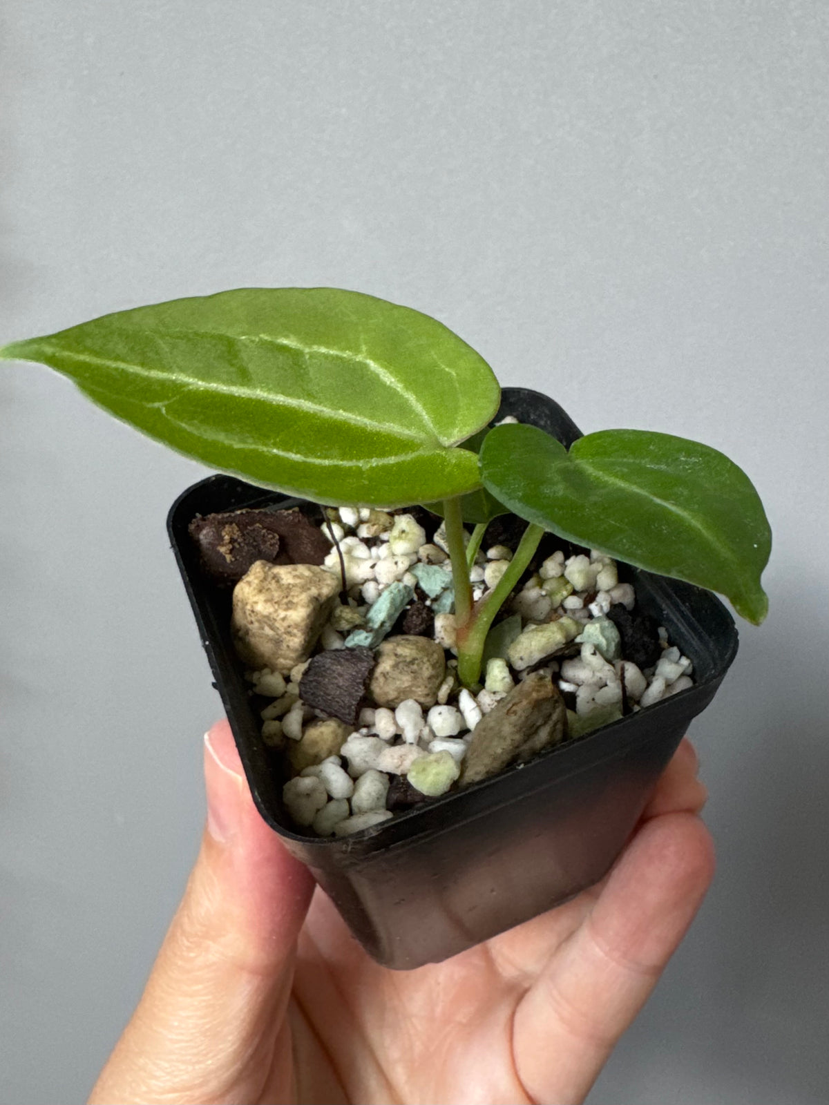 Anthurium Crystallinum x (Crystal Select Color x Michelle)