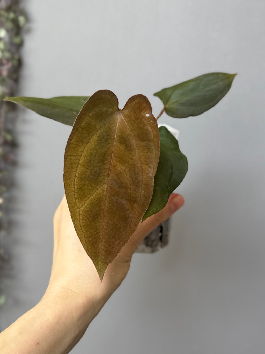 Anthurium BVEP x (Red Crystallinum x BVEP)