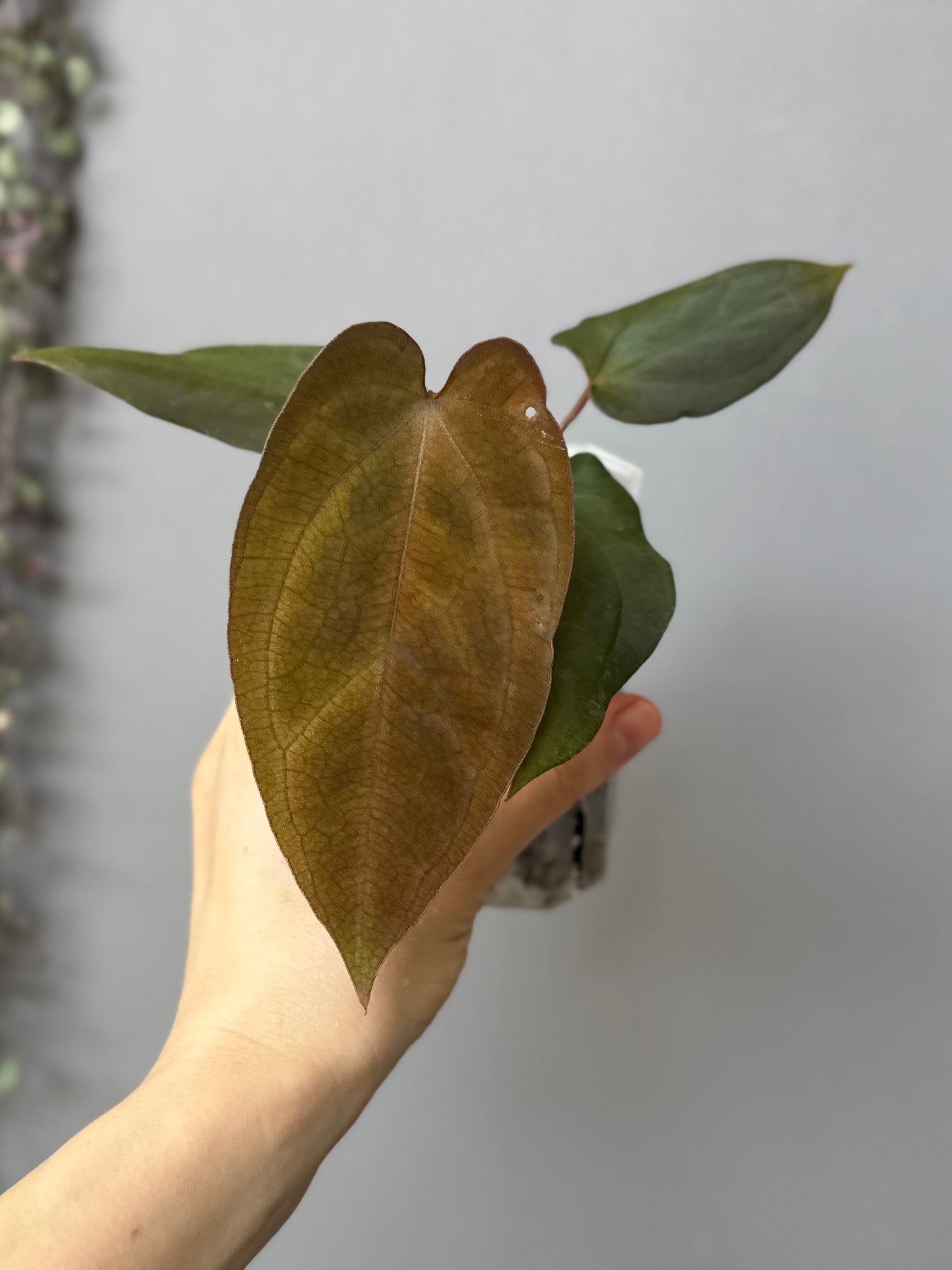 Anthurium BVEP x (Red Crystallinum x BVEP)