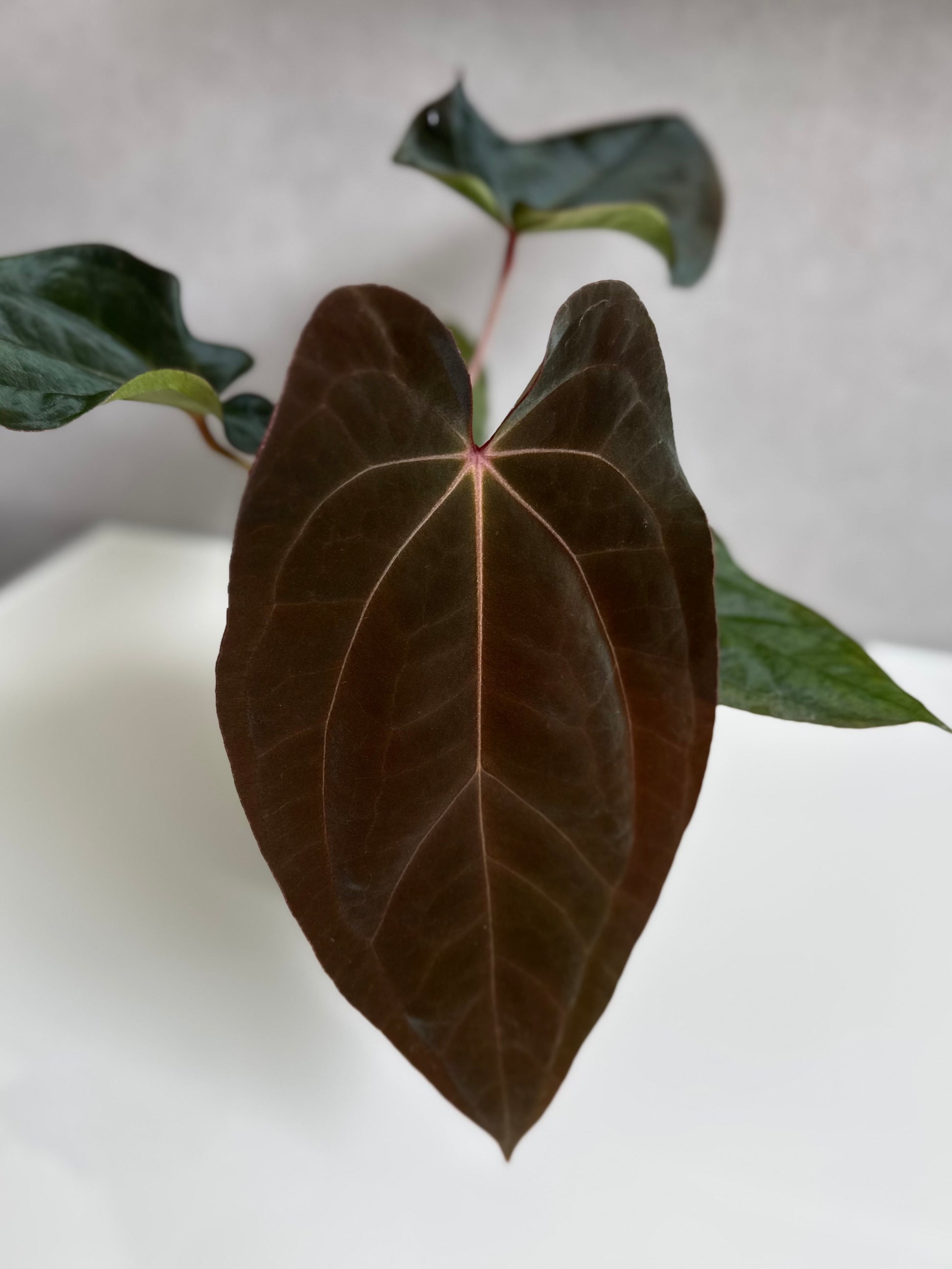 Anthurium BVEP x (Red Crystallinum x BVEP) (by 4aroids)