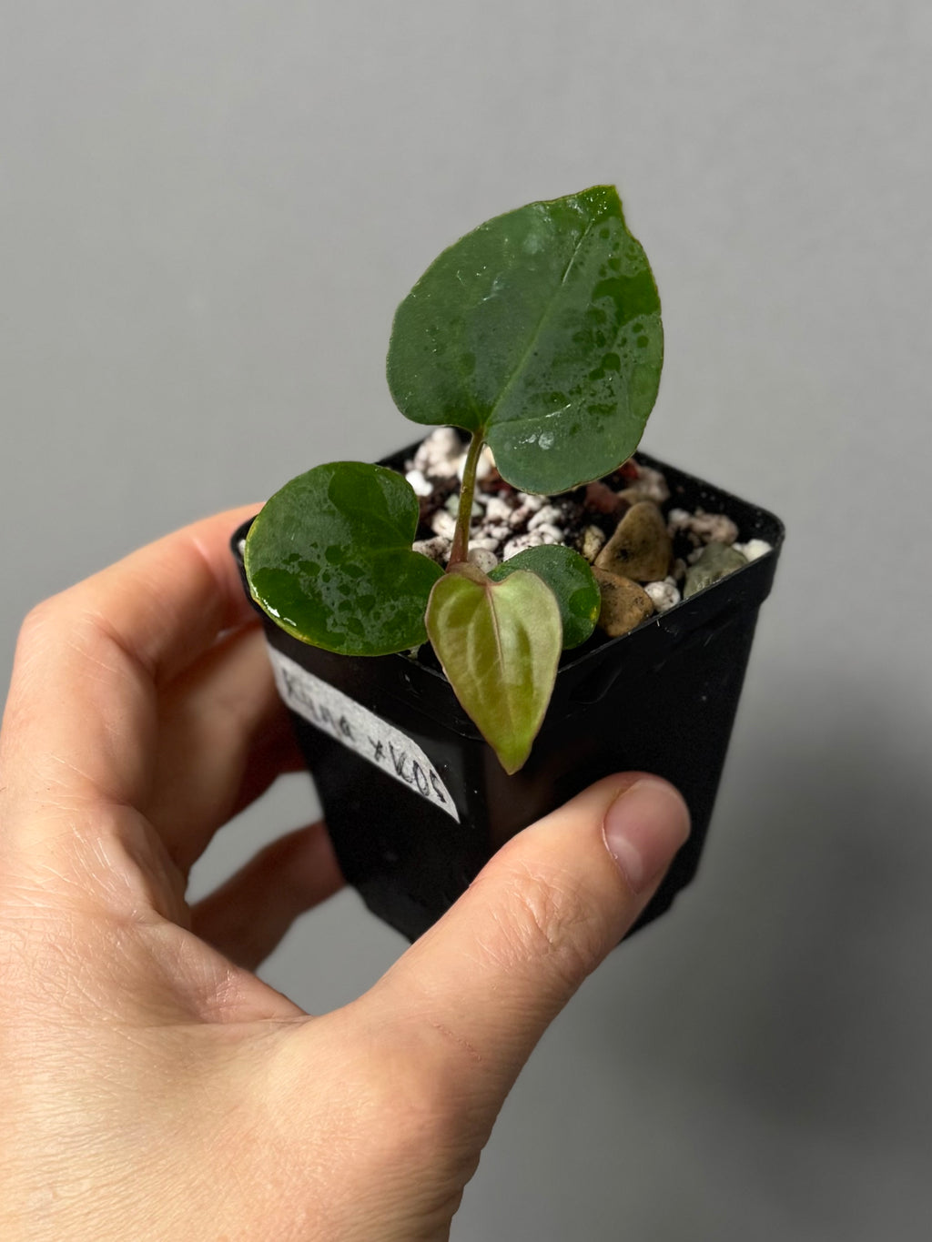 Anthurium kunayalense x King of Spades / KOS (oder luxurians)