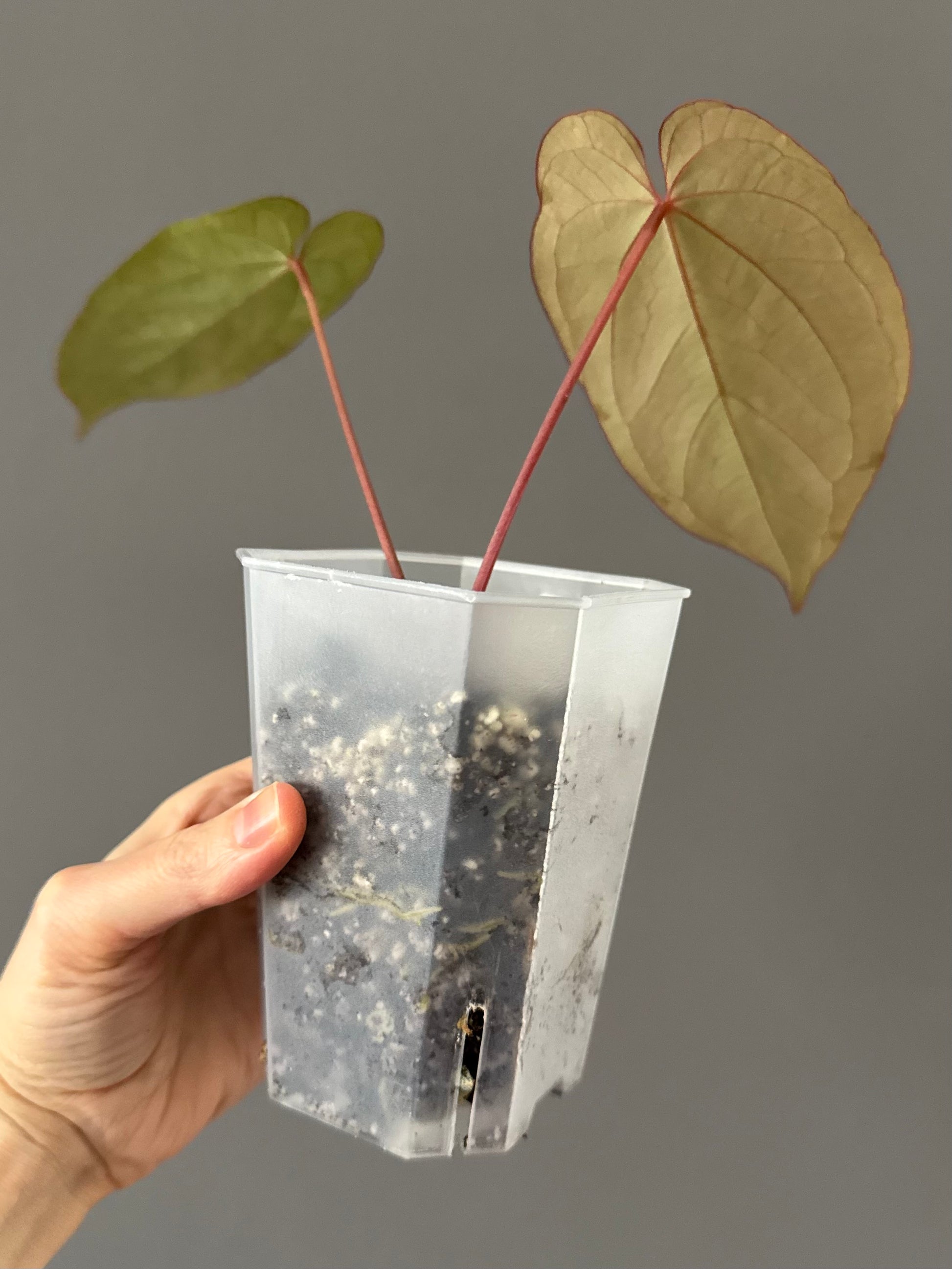 Anthurium magnificum x BVEP OG1 (#4)