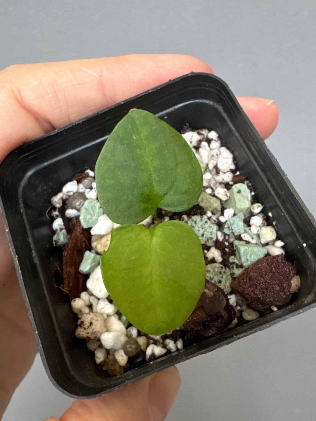 Anthurium ((RLxFS x Carla) x RVDP) xself