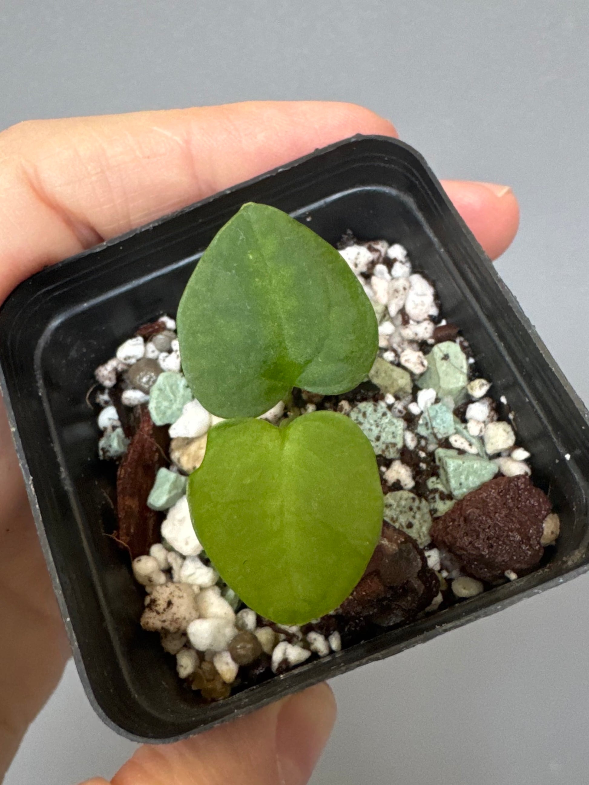 Anthurium ((RLxFS x Carla) x RVDP) xself