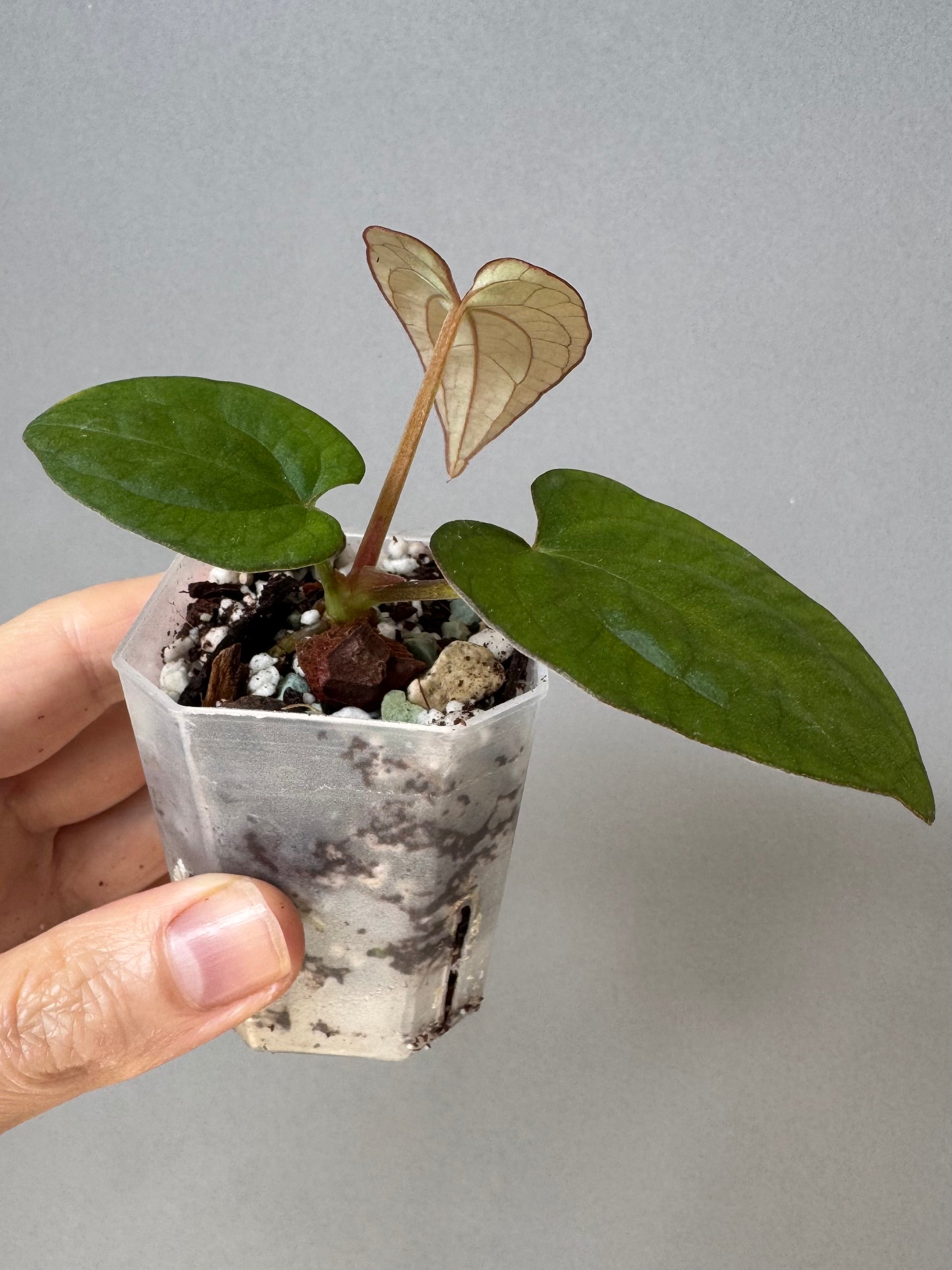 Anthurium Dressleri RG F2 x black (Grant)